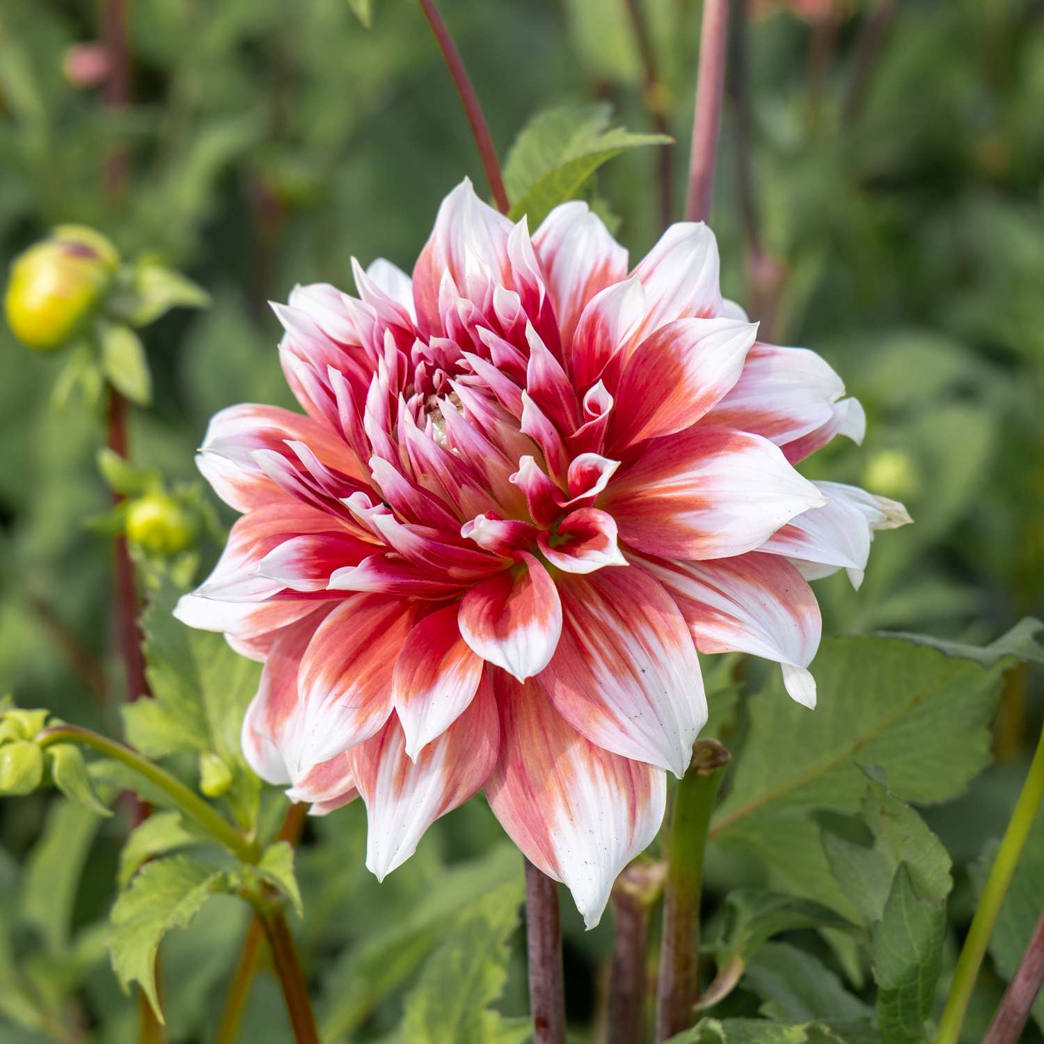 Dahlia 'Frost Nip'
