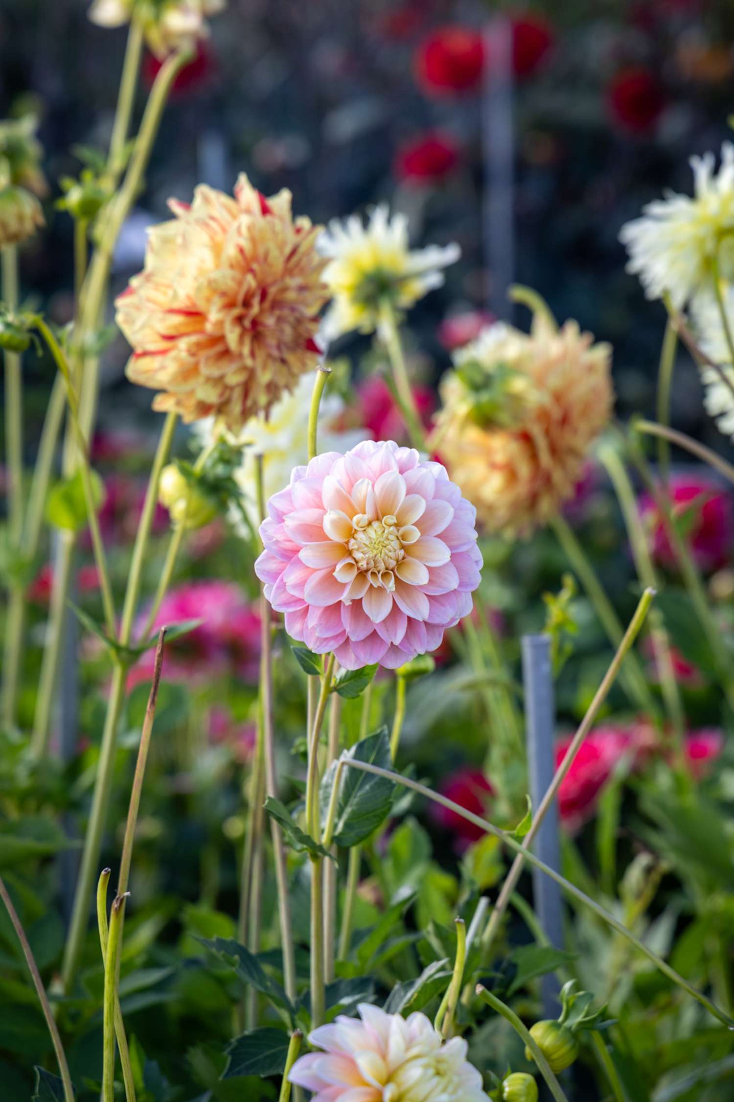 Dahlia 'Giovanna'