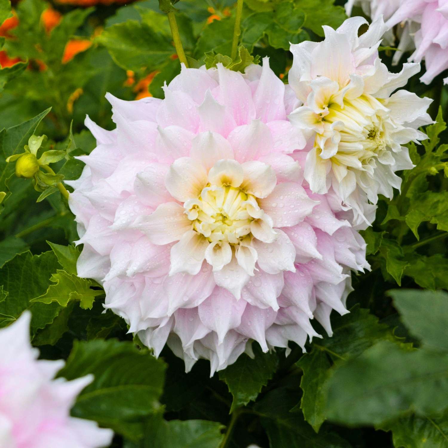 Dahlia 'Gitt's Perfection'
