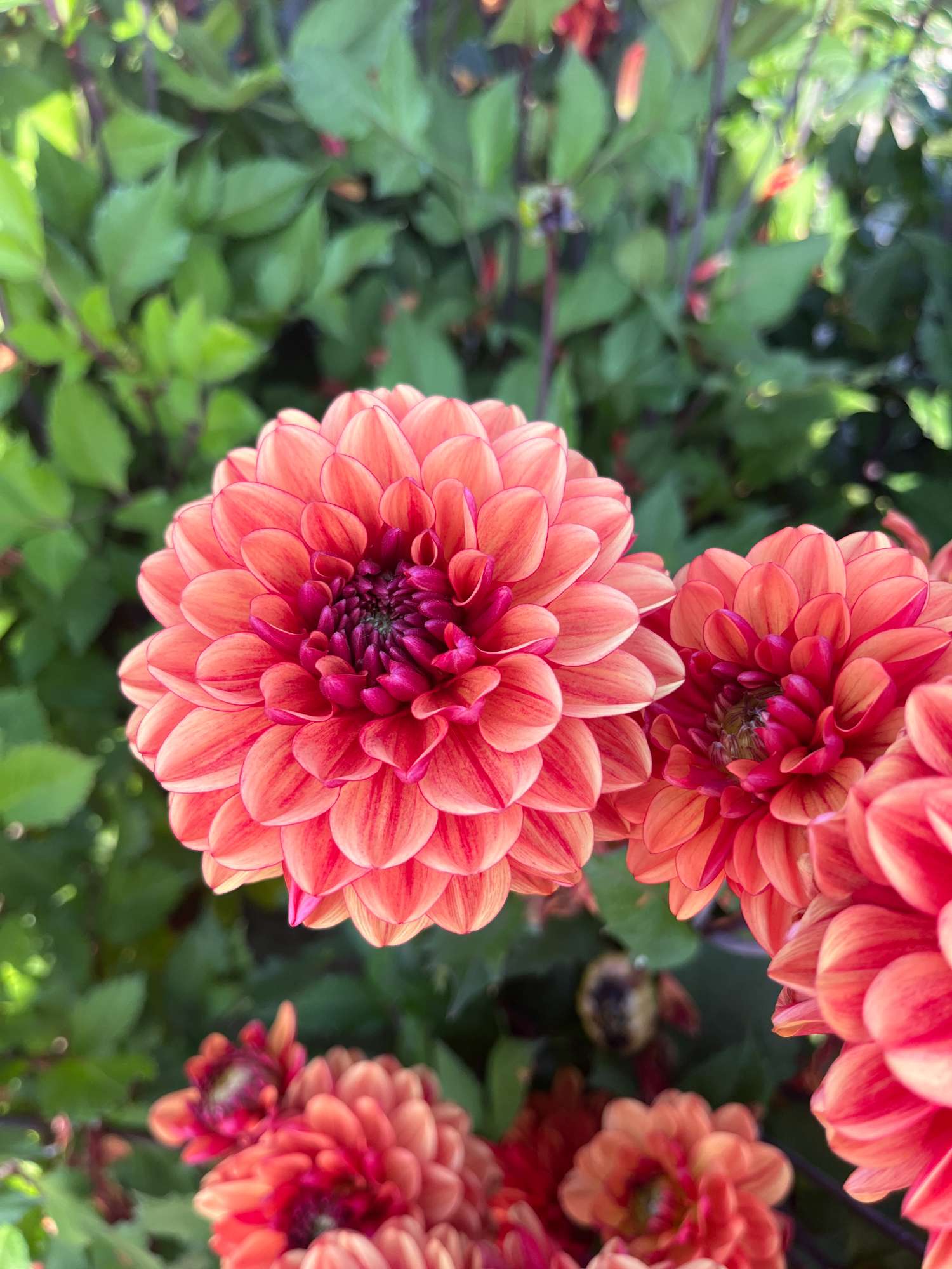 Dahlia 'Glossy Bonanza'