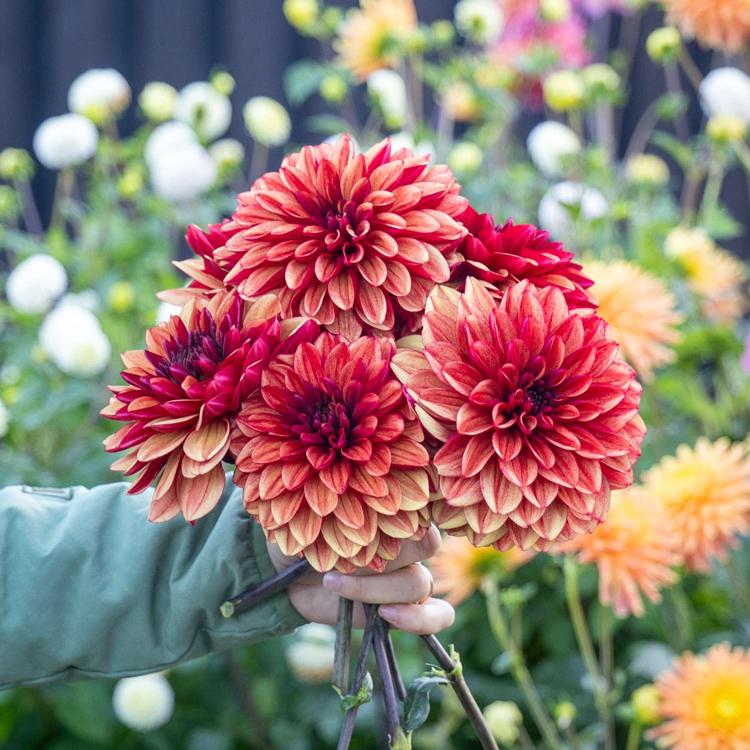 Dahlia 'Glossy Maracana'