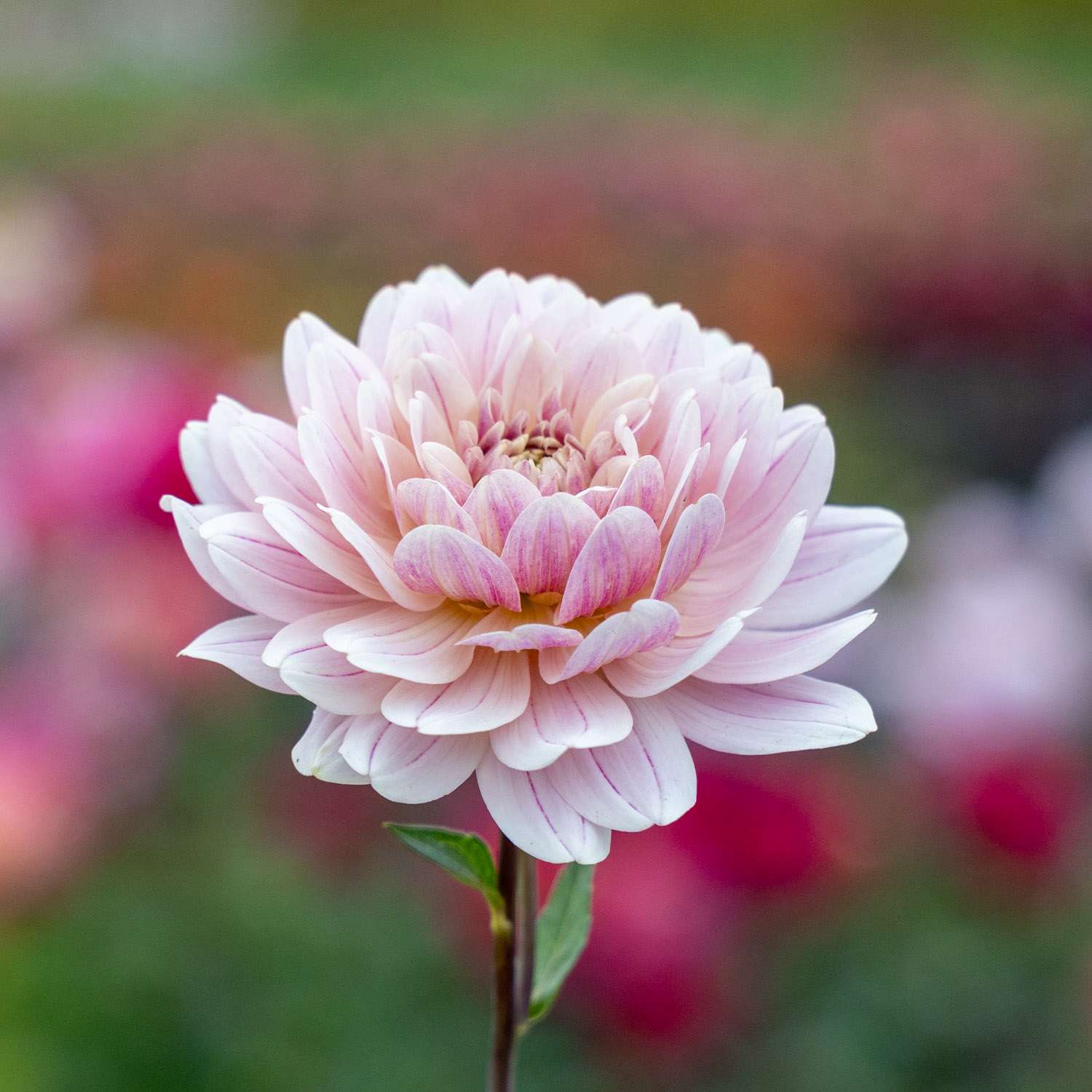Dahlia 'Glossy Annika'