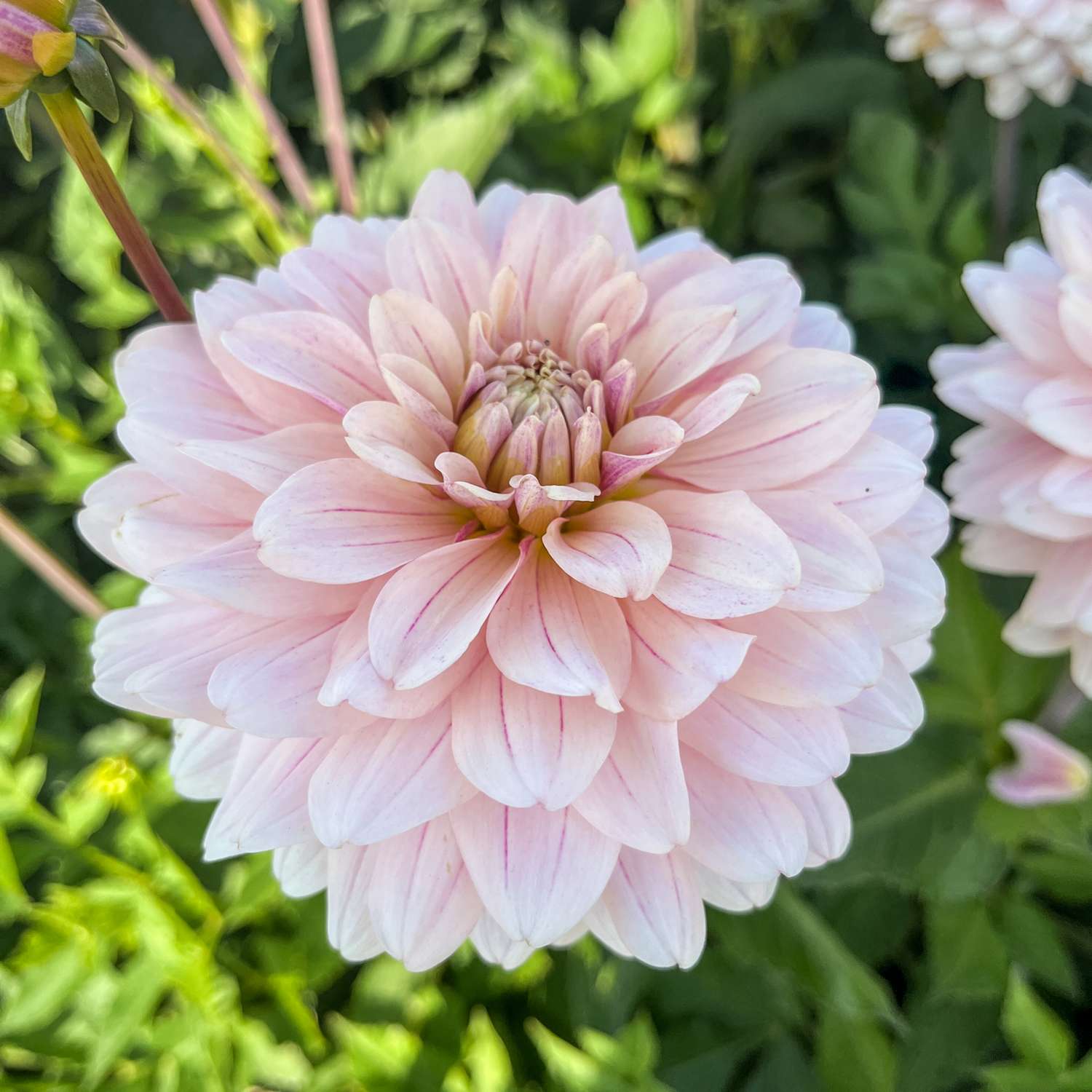 Dahlia 'Glossy Annika'