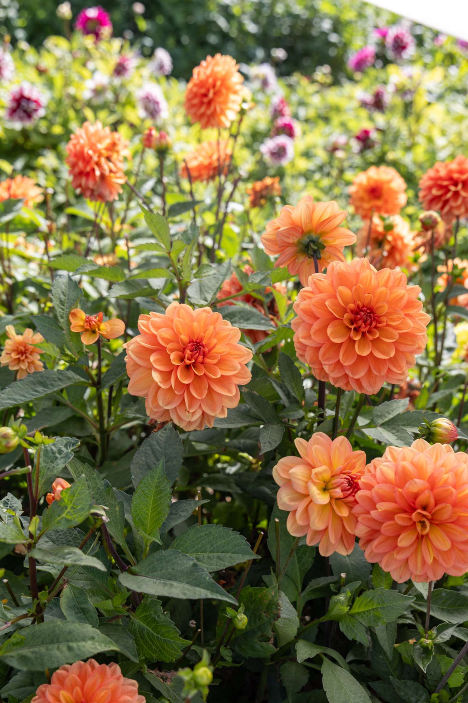 Dahlia 'Go Go Peach'
