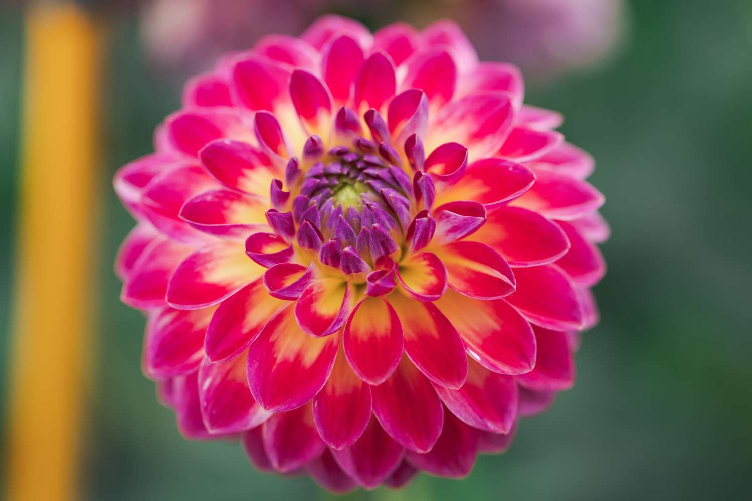 Dahlia 'Hapet Daydream'