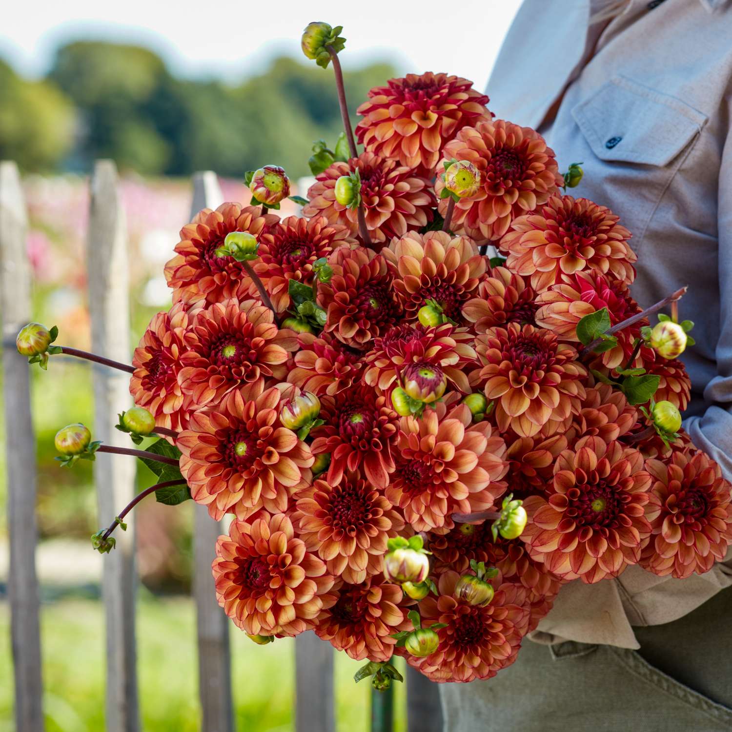 Dahlia 'High Fidelity'