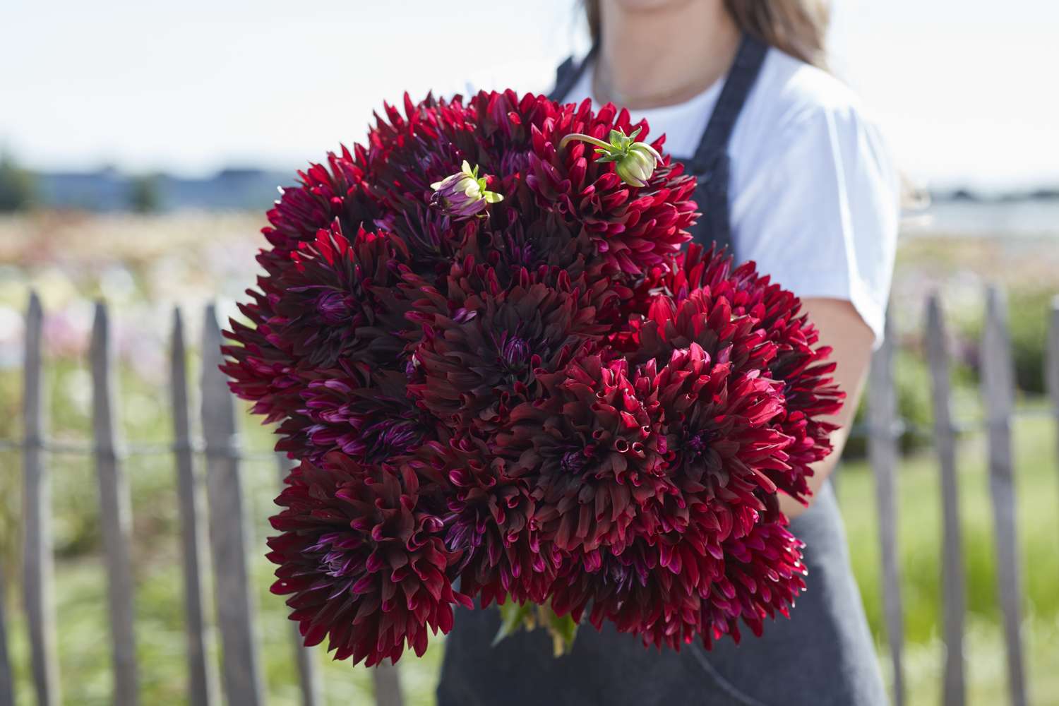 Dahlia 'Holly Hill Black Beauty'