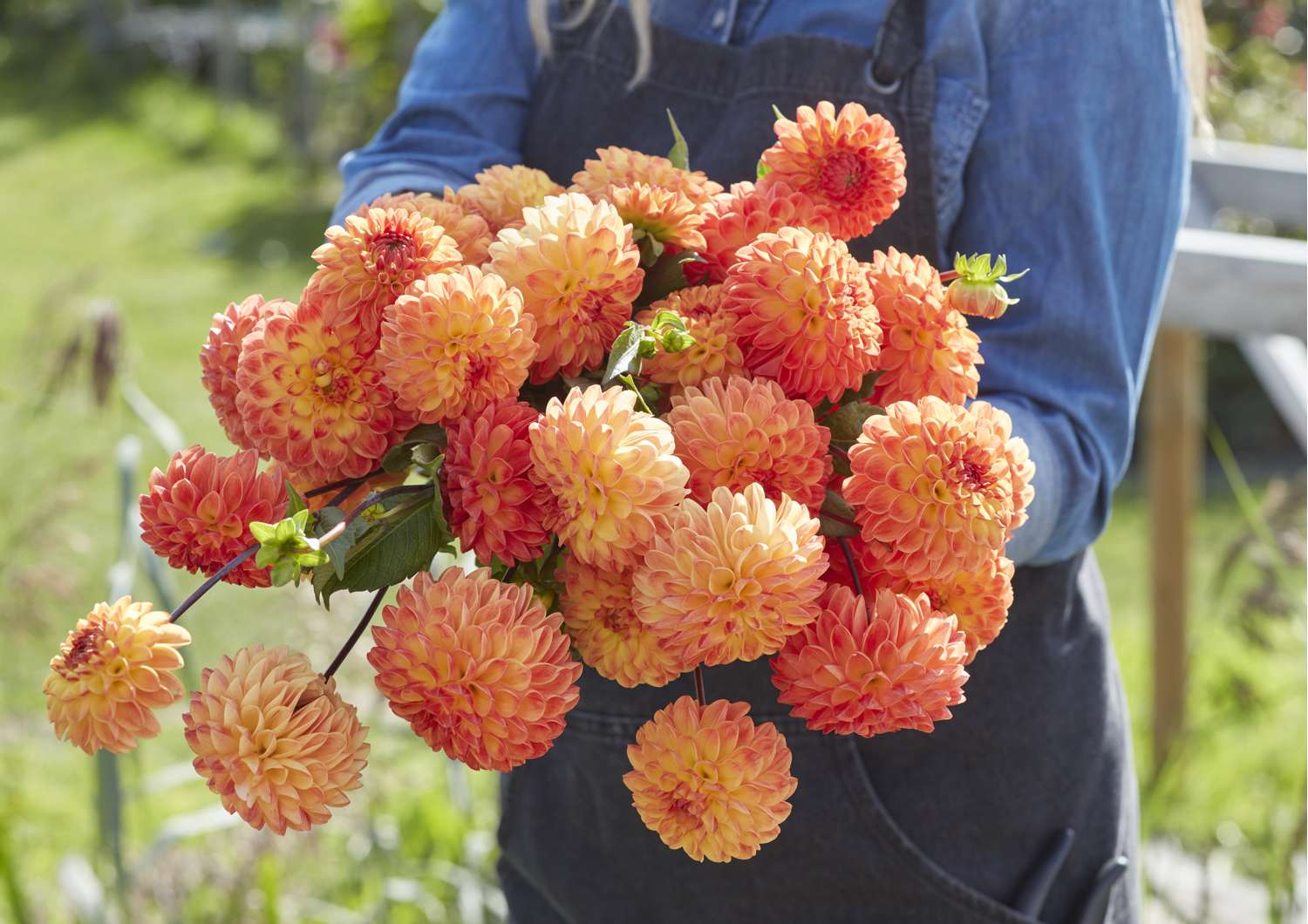 Dahlia 'Jowey Chantal'