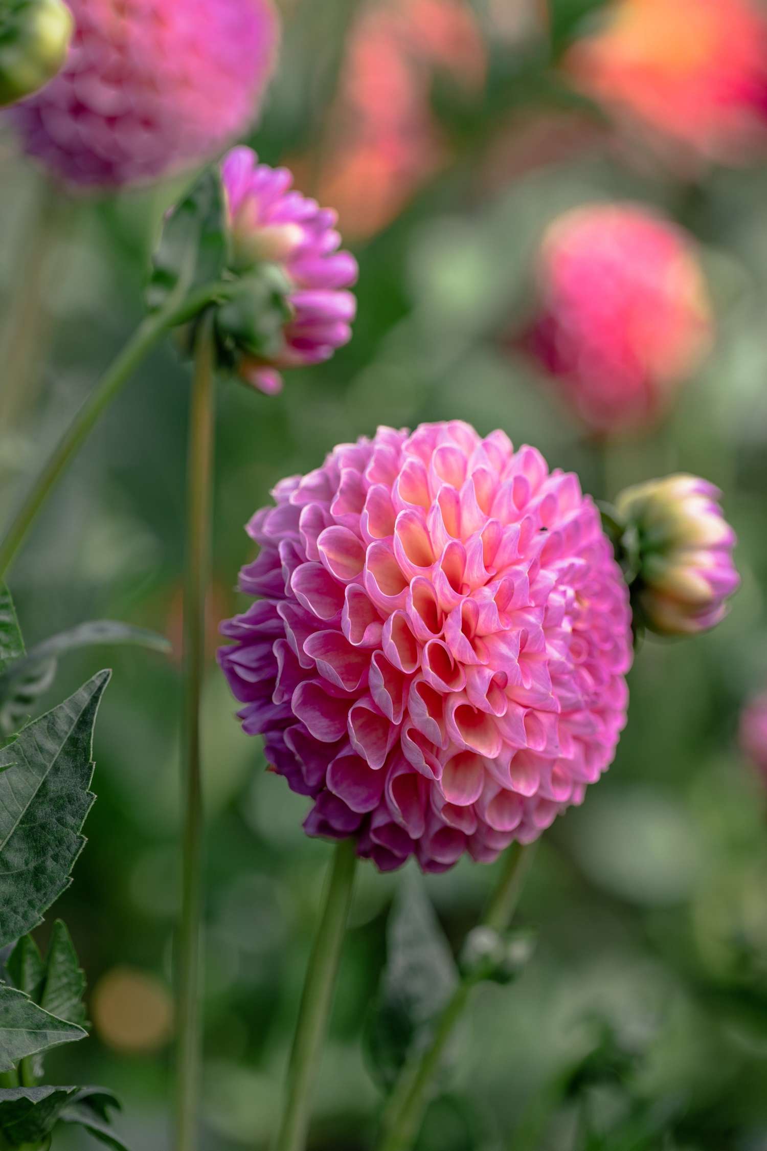 Dahlia 'Jowey Frambo'