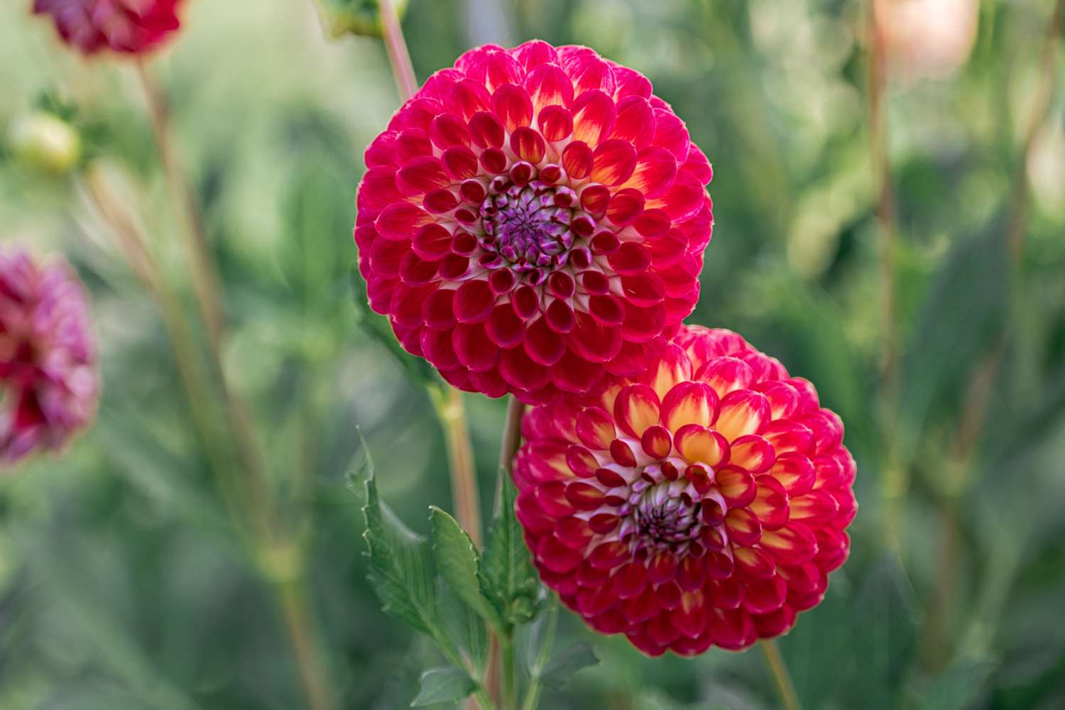 Dahlia 'Jowey Joshua'