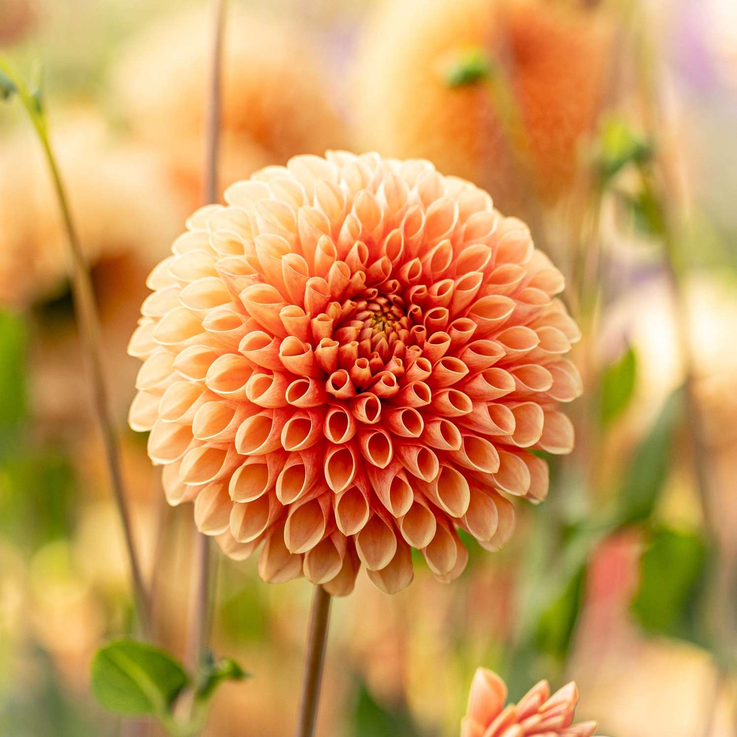 Dahlia 'Jowey Linda'