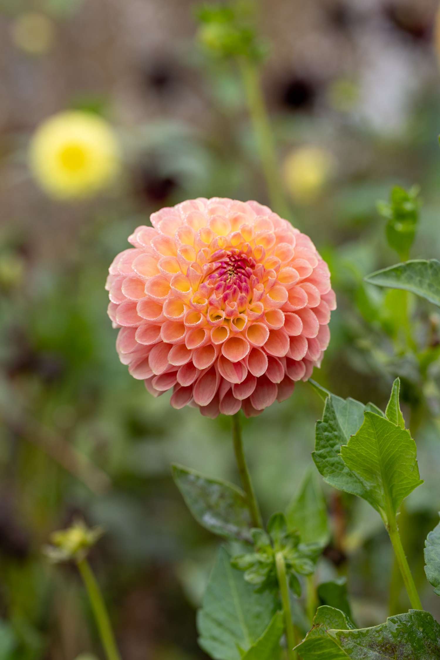 Dahlia 'Jowey Nicky'