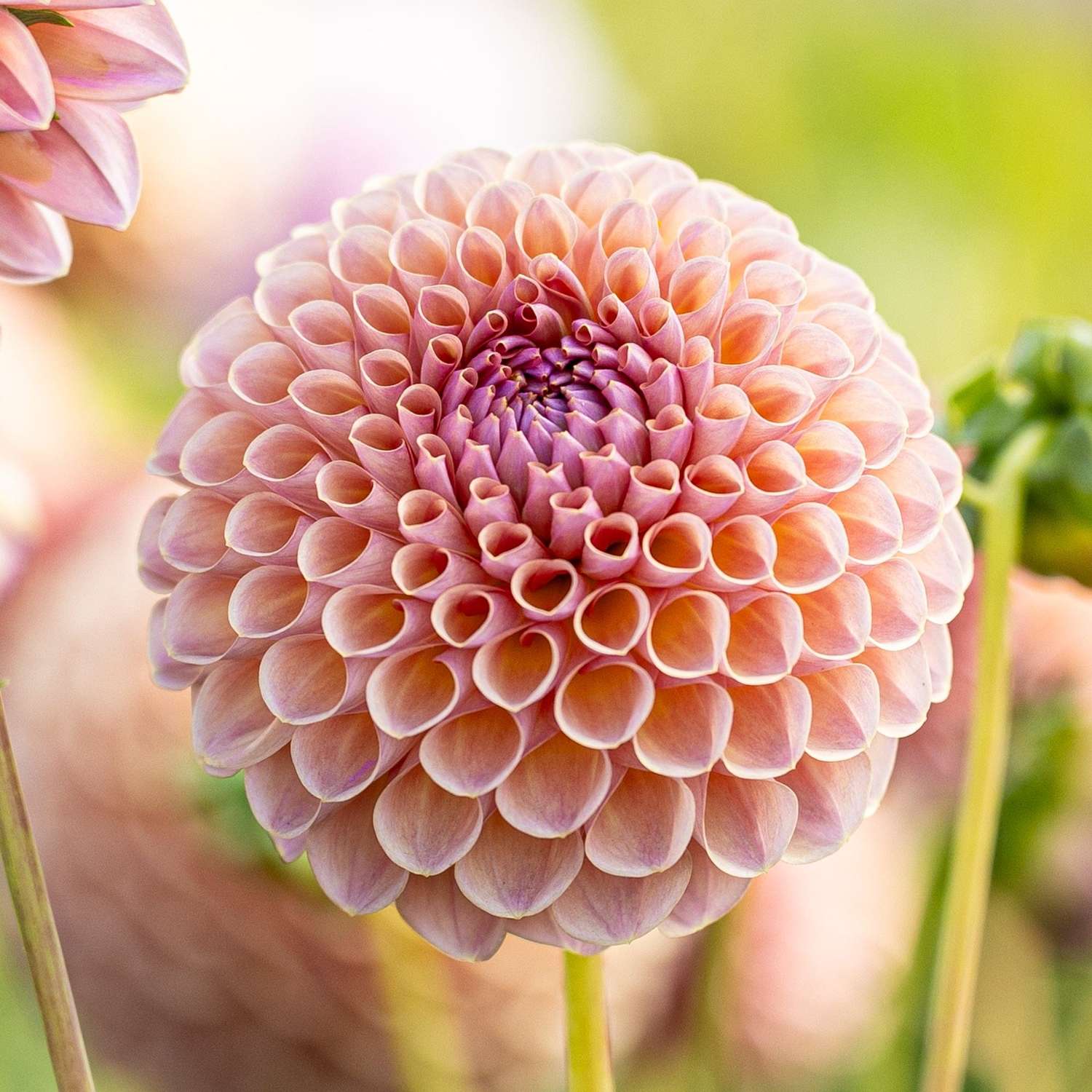 Dahlia 'Jowey Winnie'