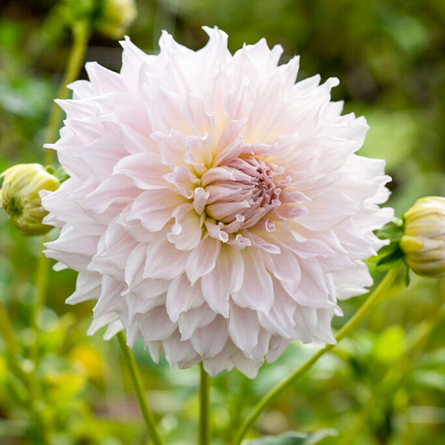 Dahlia 'Ka's Cloud'