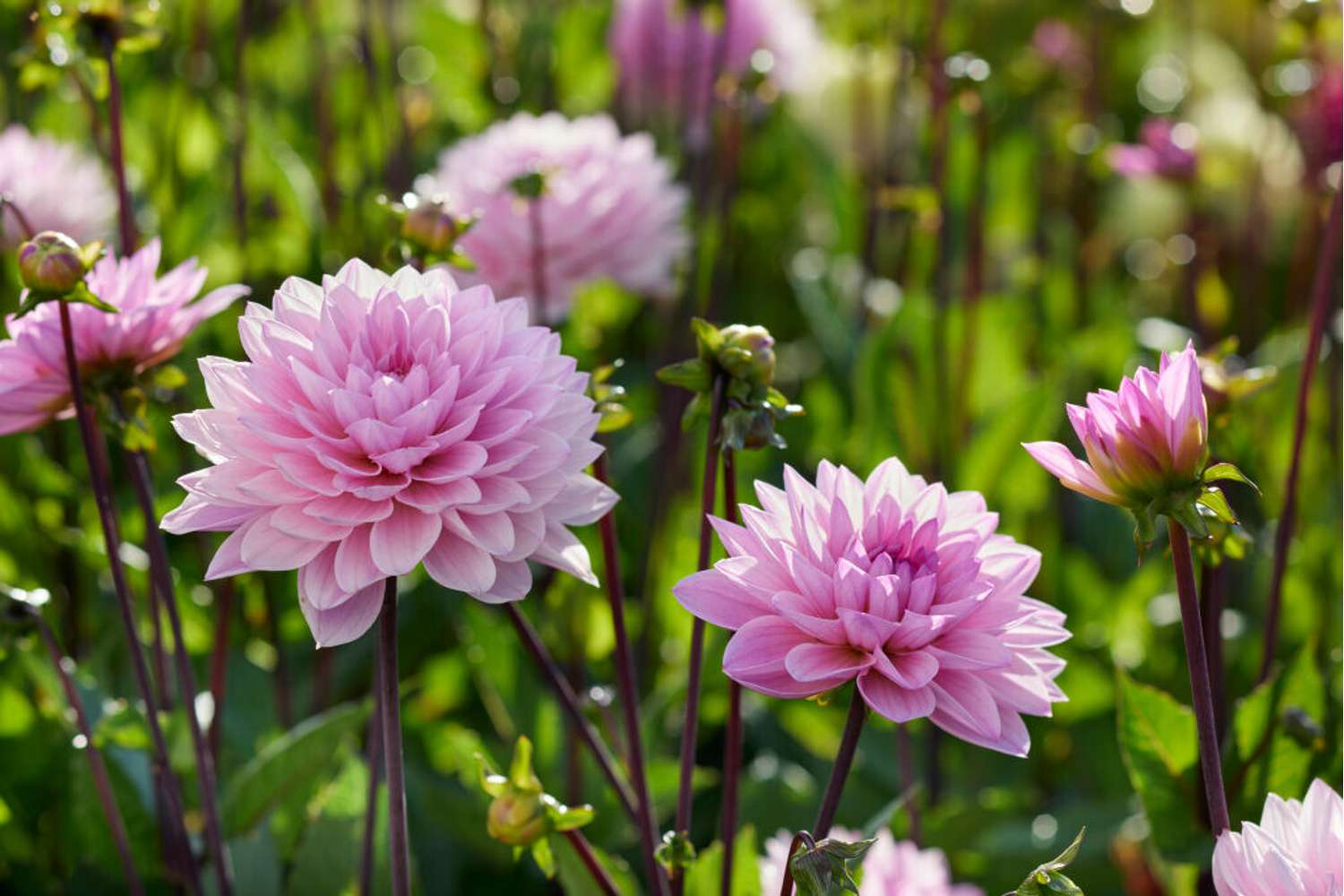 Dahlia 'Karma Prospero'