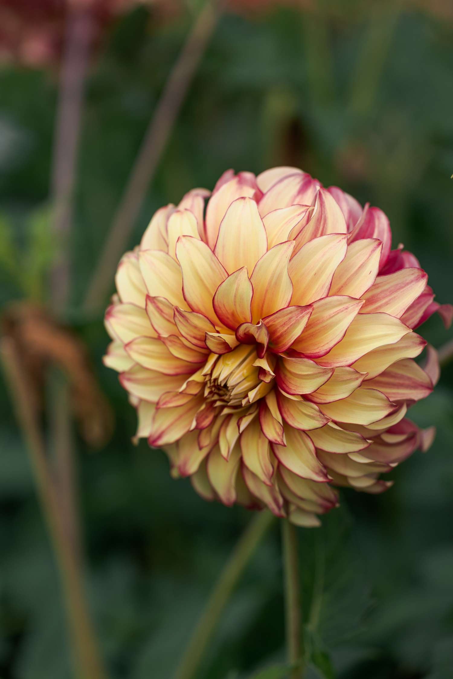 Dahlia 'Lady Darlene'