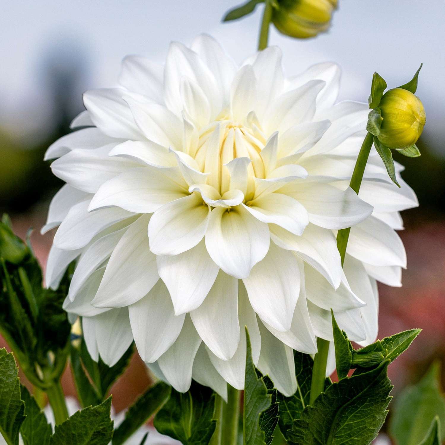 Dahlia 'Lady Liberty'