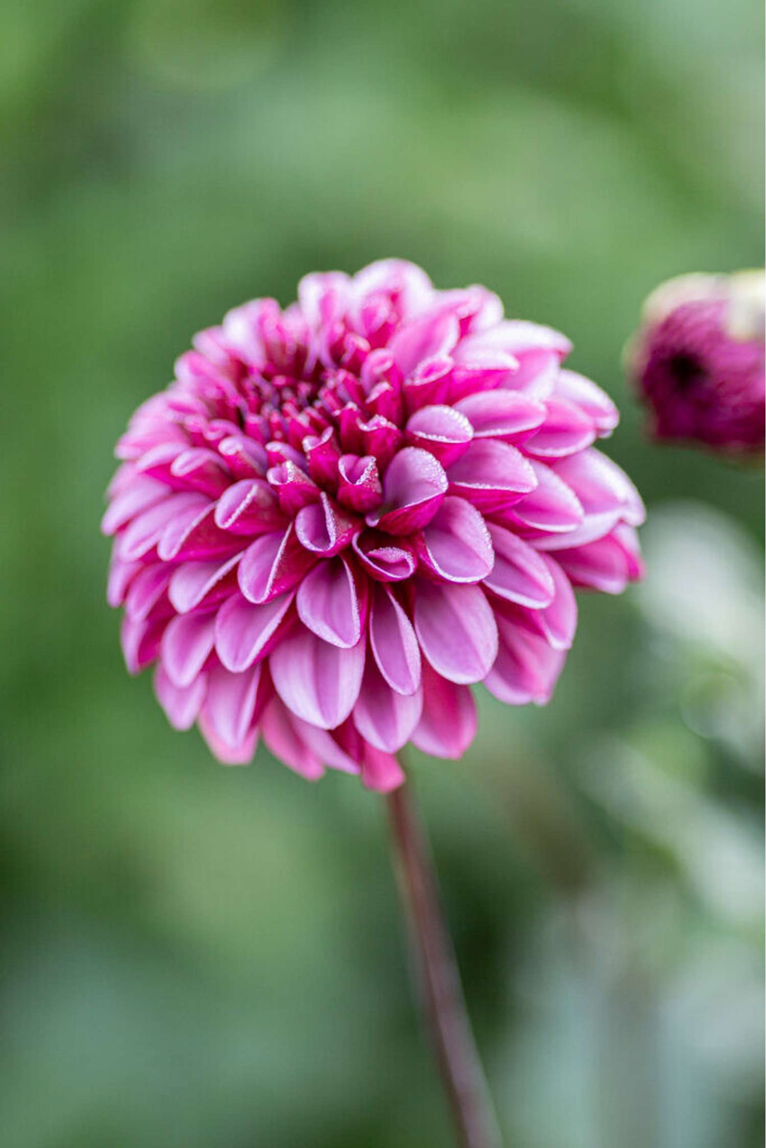 Dahlia 'Laughing Lizzy'