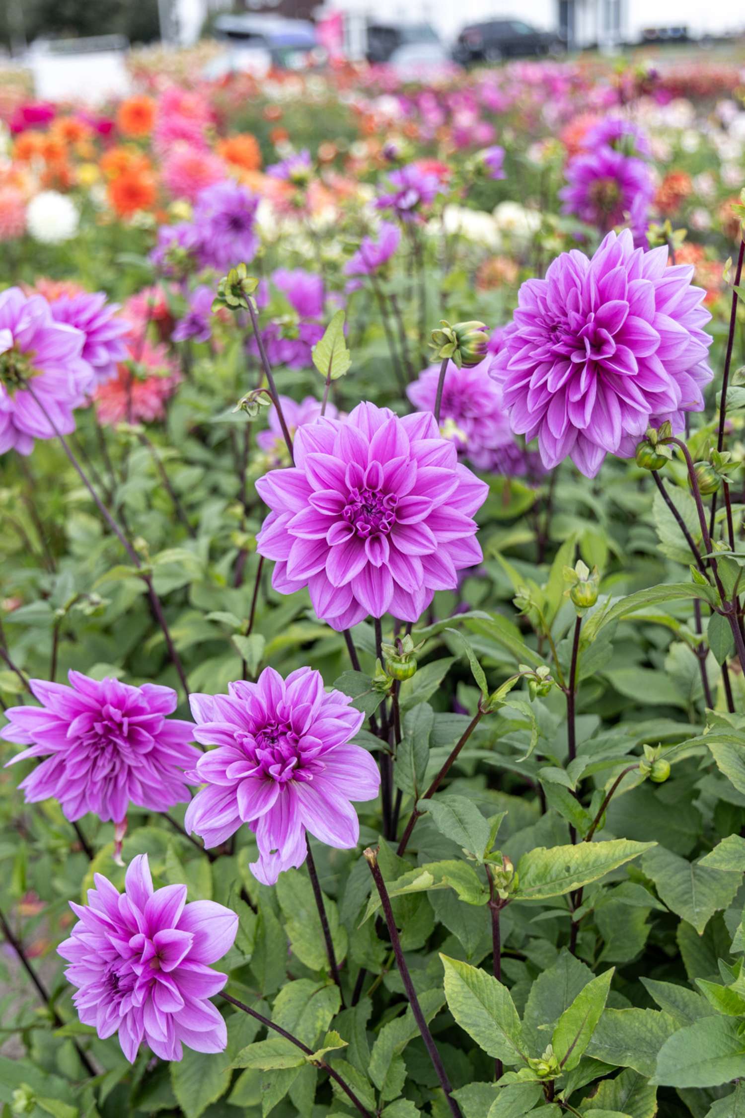 Dahlia 'Lilac Time'
