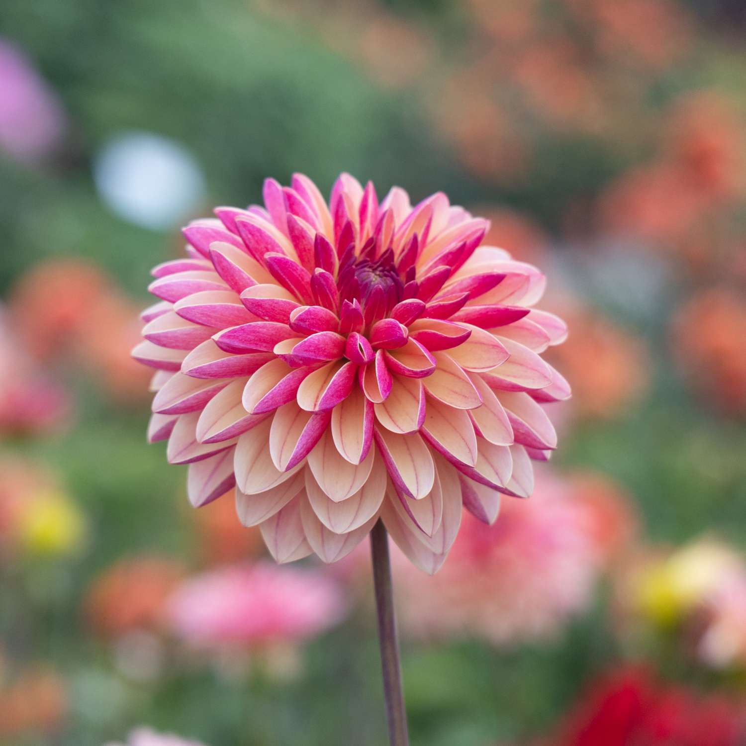 Dahlia 'Madame Antoinette'