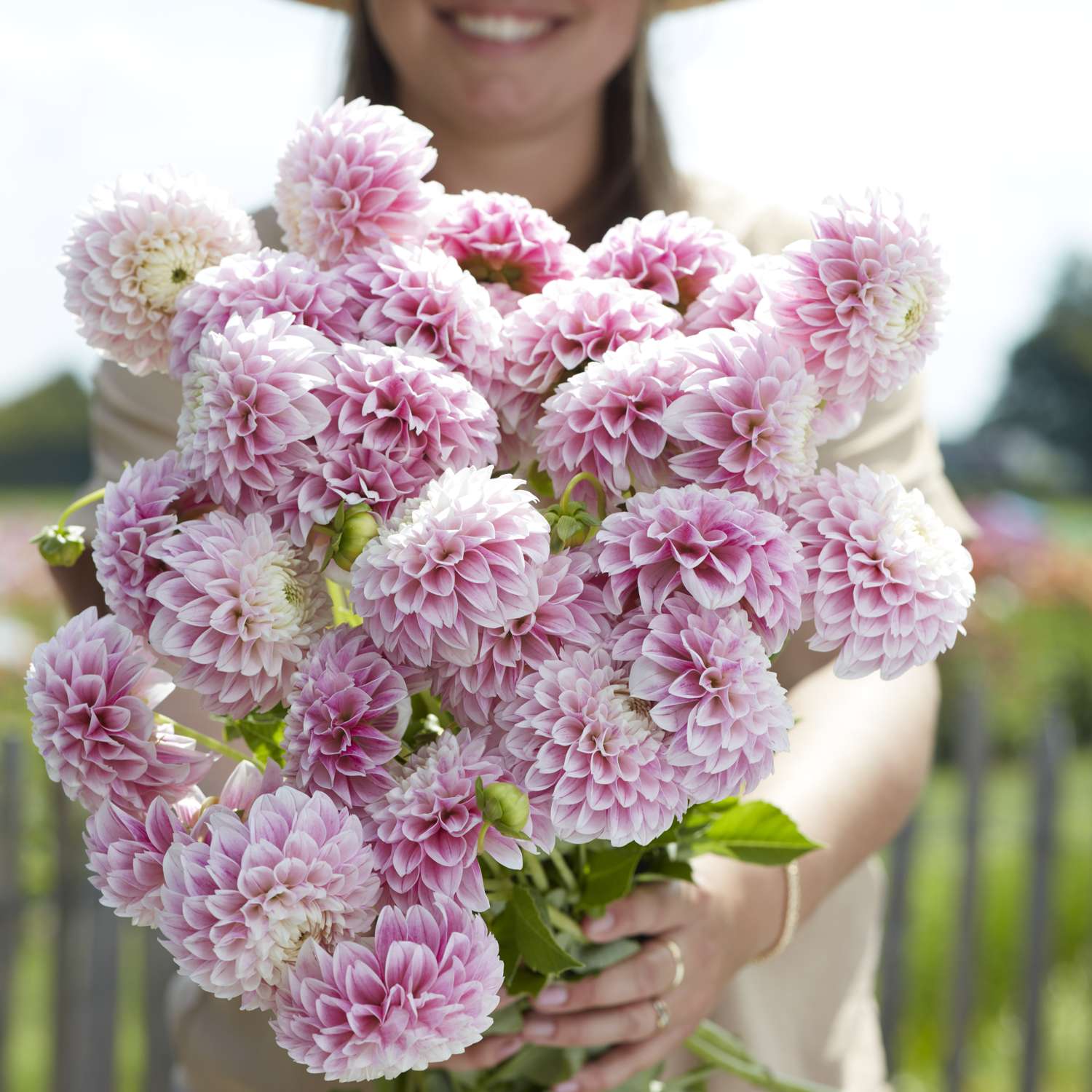 Dahlia 'Marshmellow Baby'