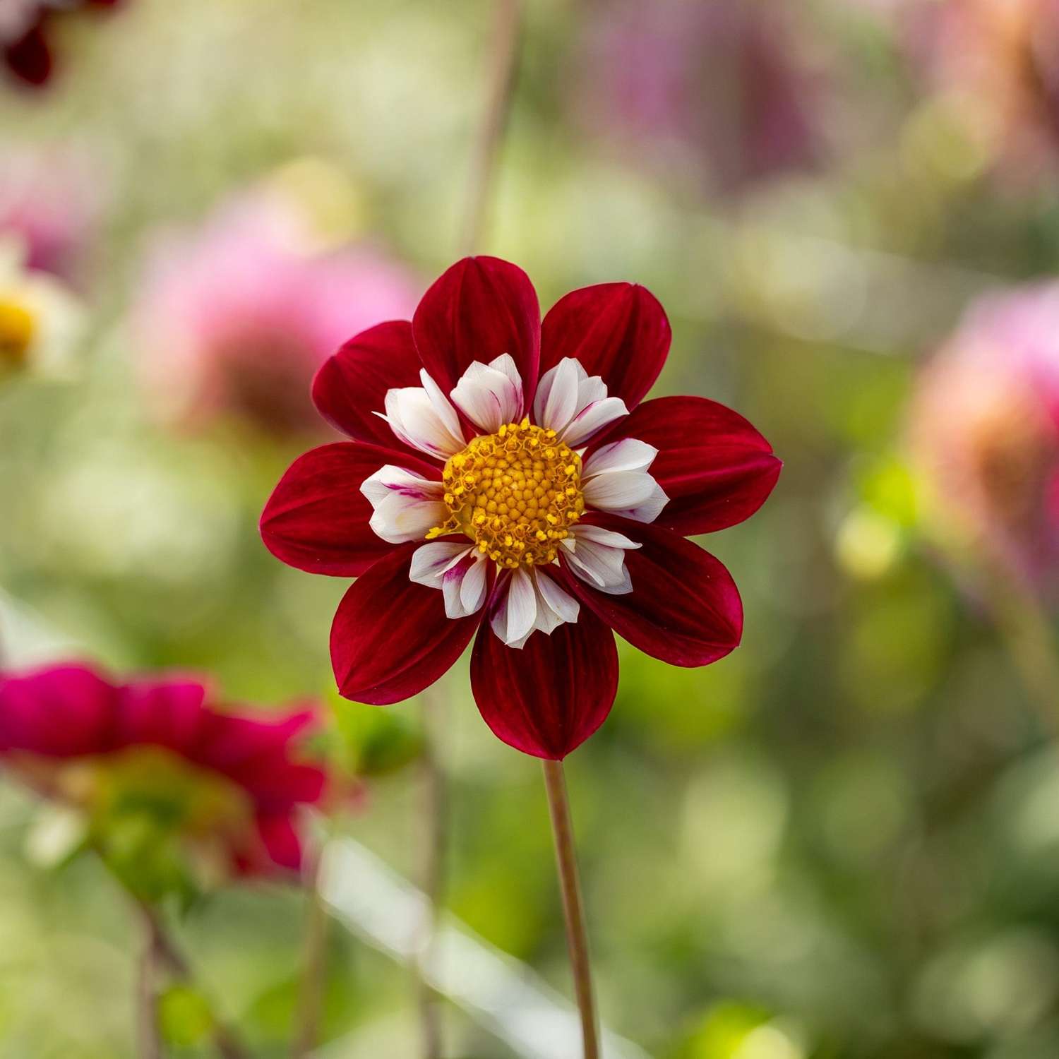 Dahlia 'Mary Evelyn'