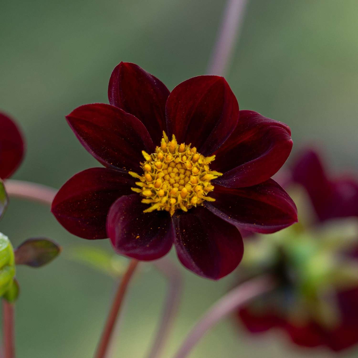 Dahlia 'Mexican Star'