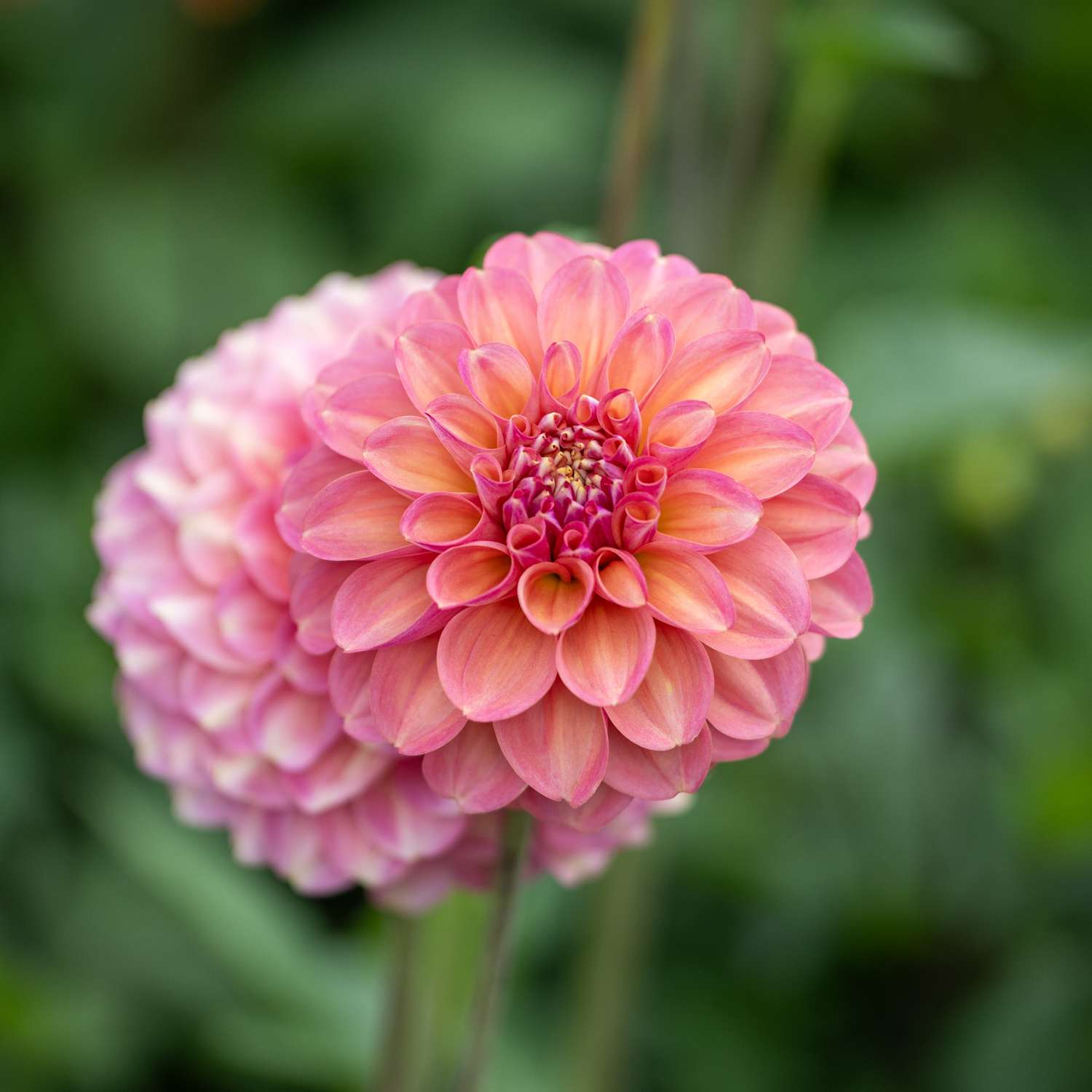 Dahlia 'Milena Fleur'