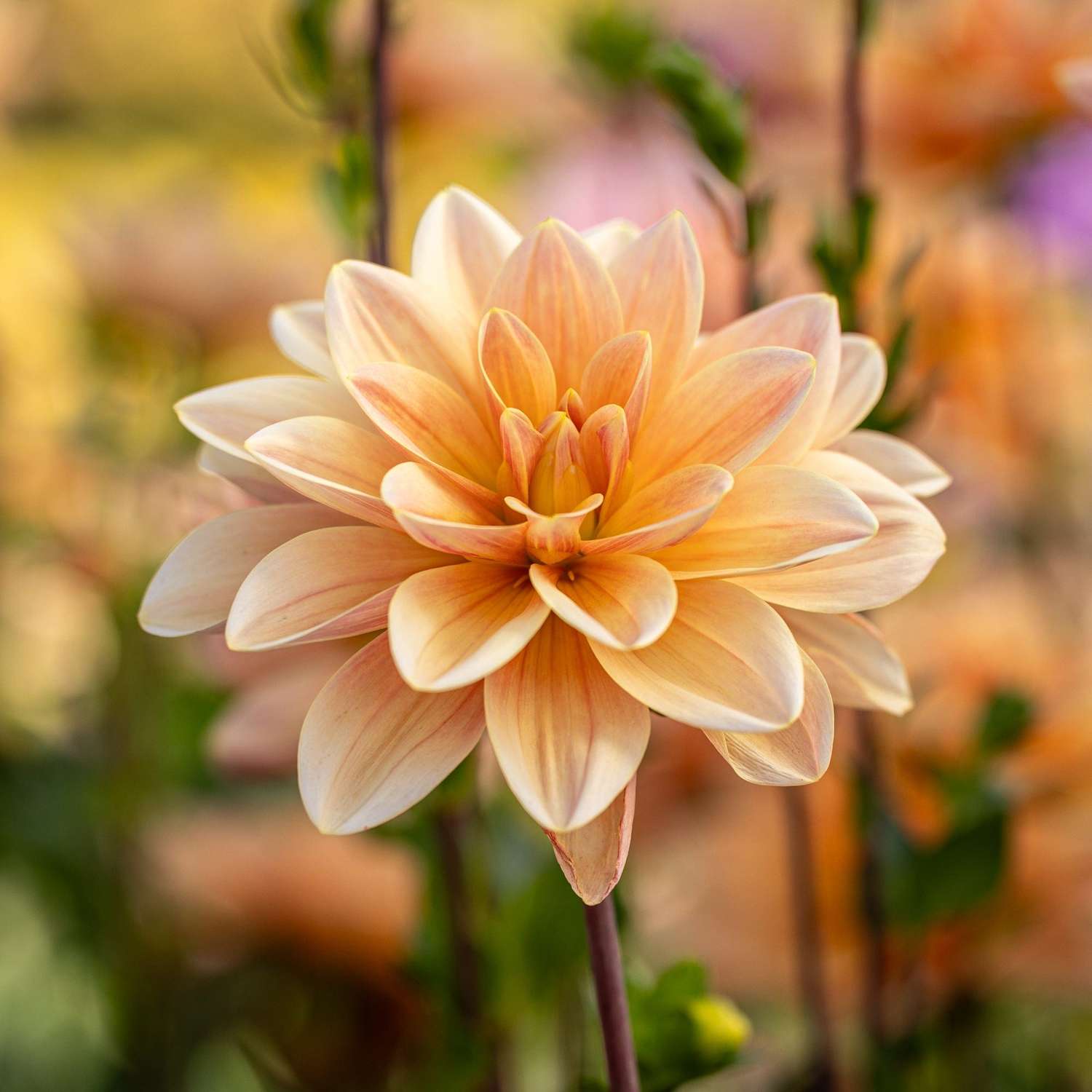 Dahlia 'Mister Frans'