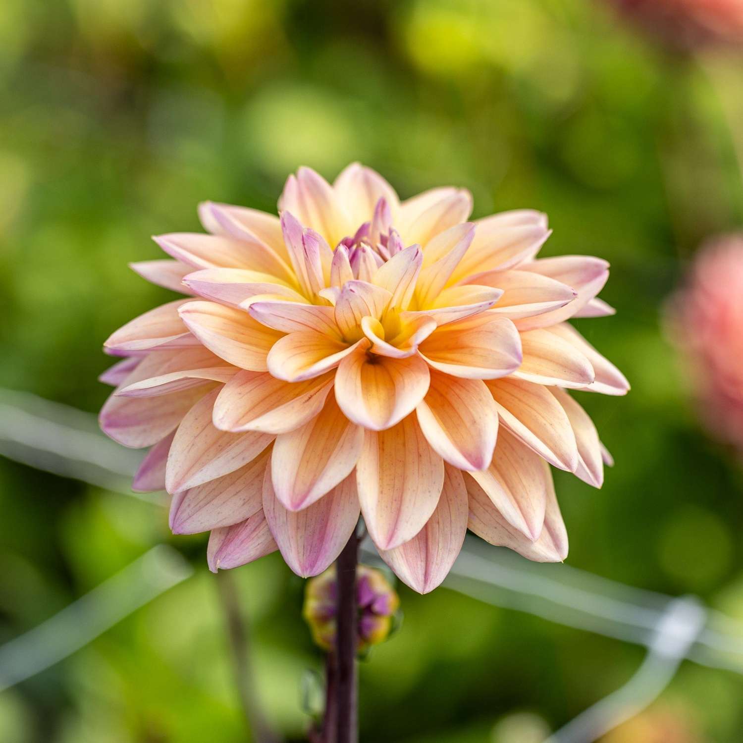 Dahlia 'Mondriaan'