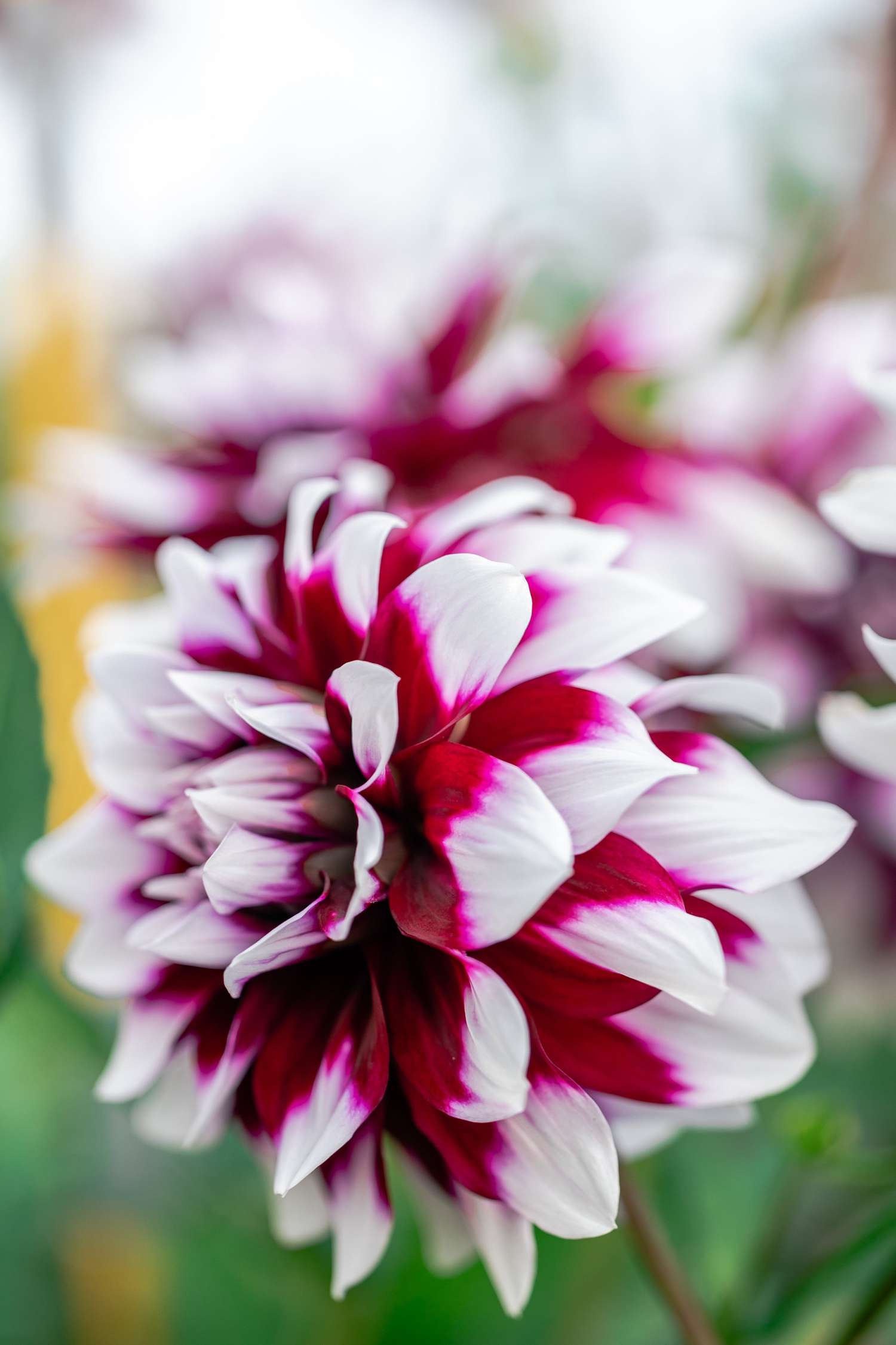 Dahlia 'Mystery Day'