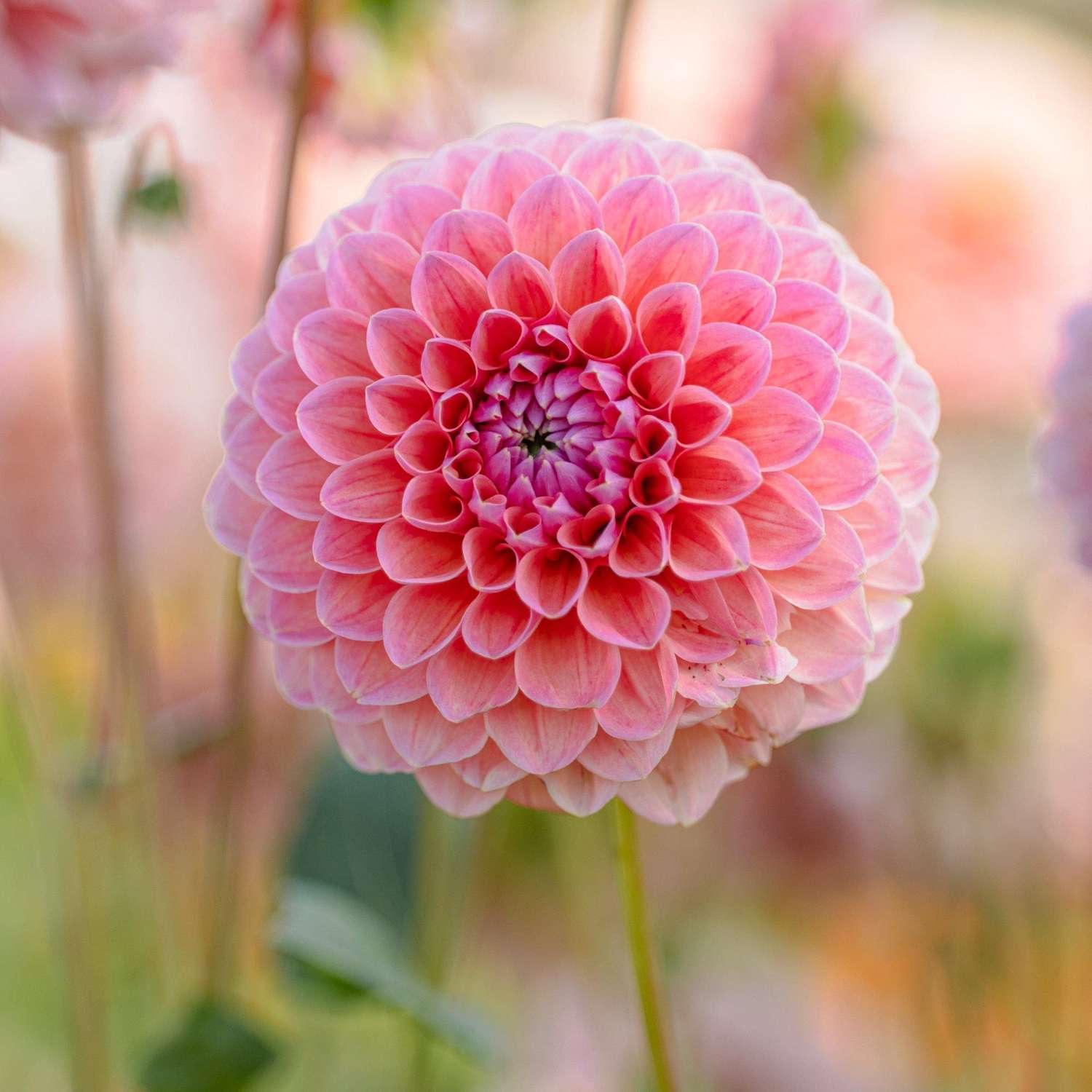 Dahlia 'Natalie G'