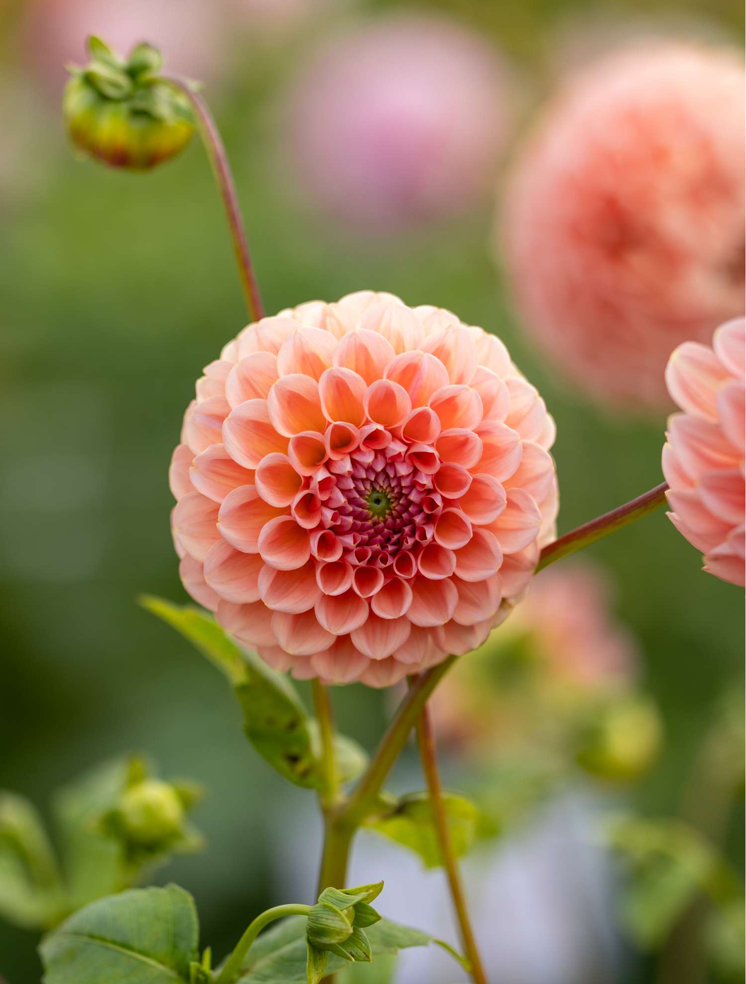 Dahlia 'Natalie G'