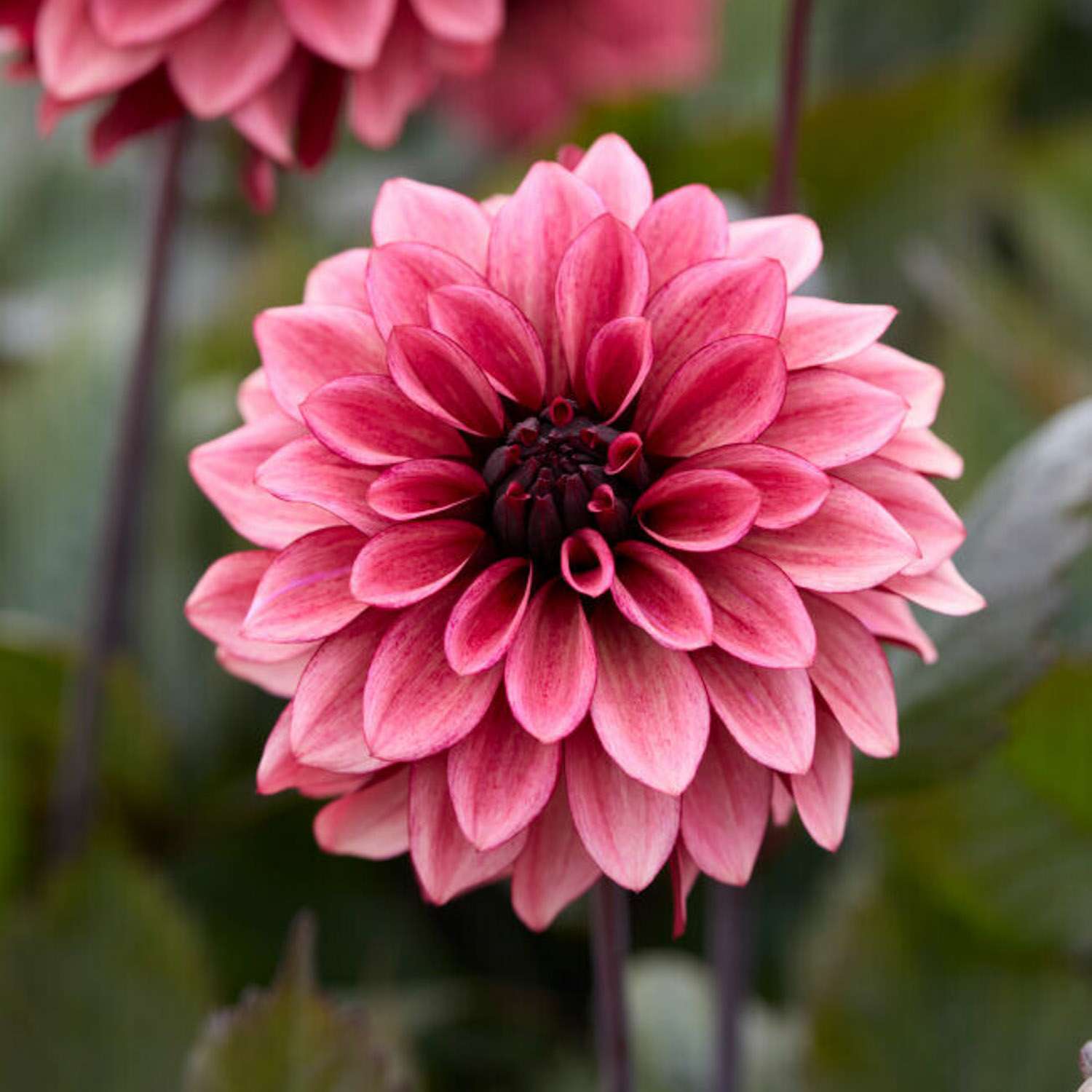 Dahlia 'Night Silence'
