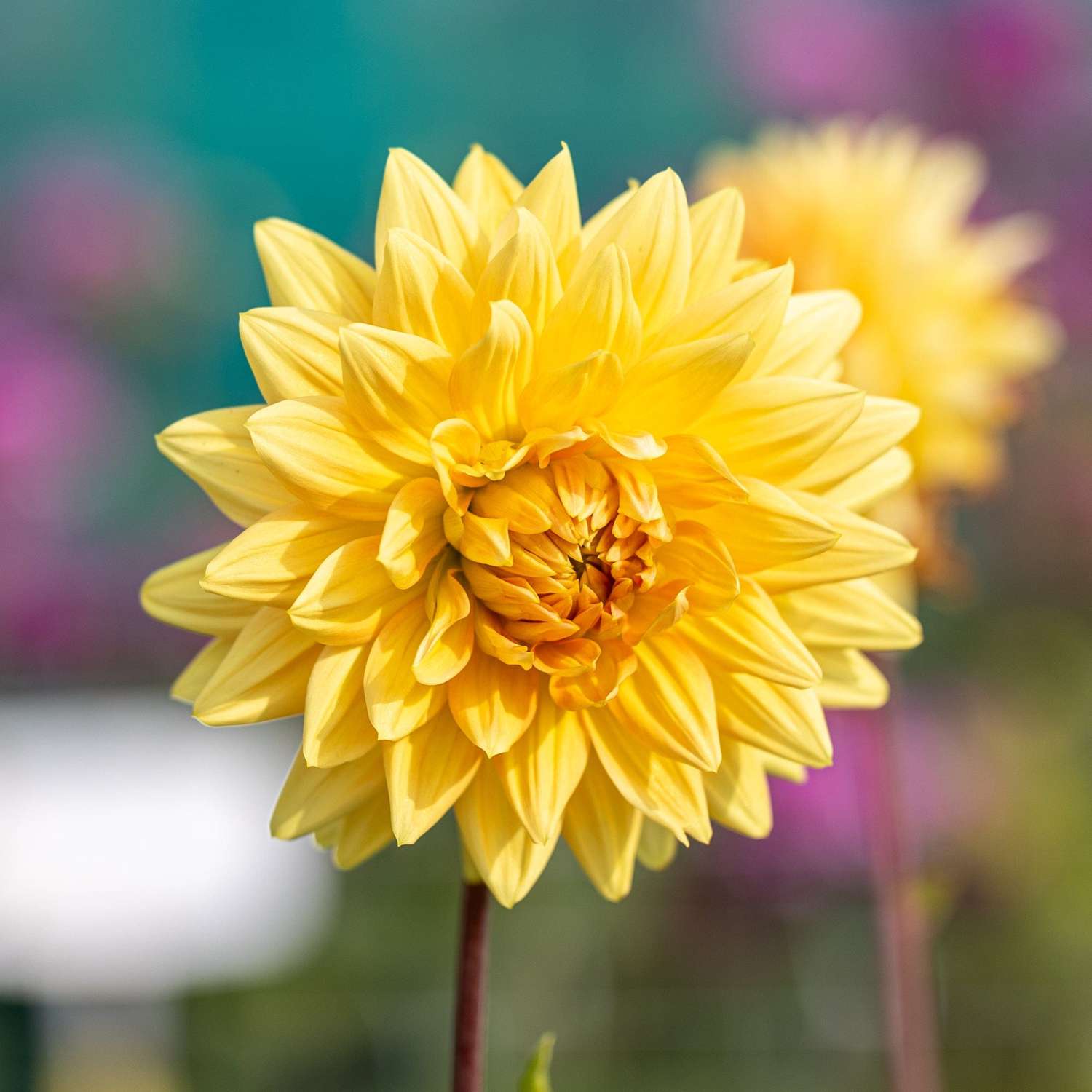 Dahlia 'Noordwijks Glorie'