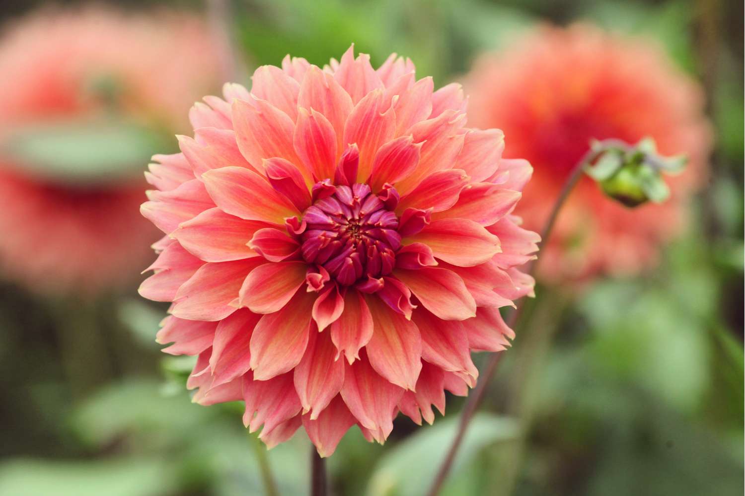 Dahlia 'Orange Fubuki'