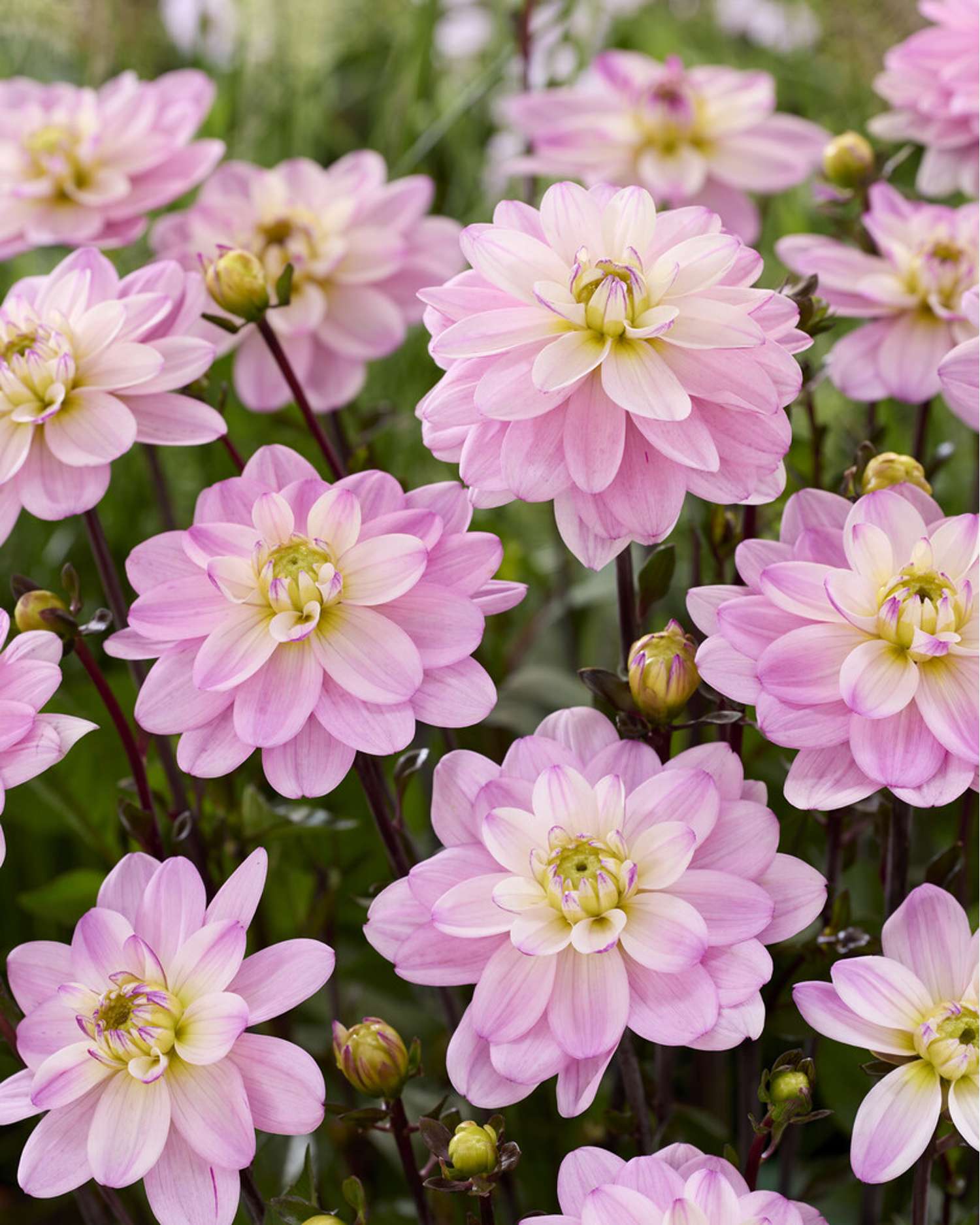 Dahlia 'Pacific Jewel'