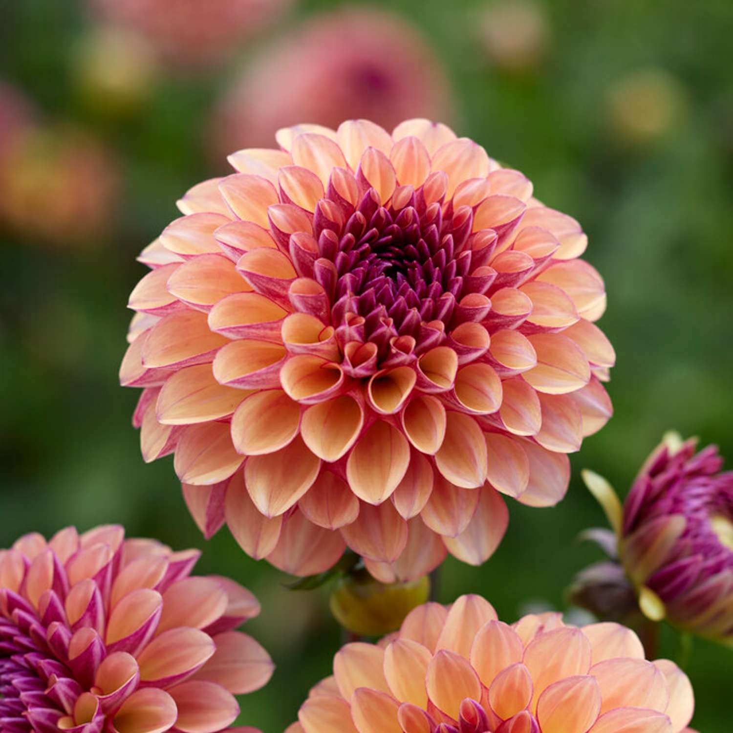 Dahlia 'Palmares'