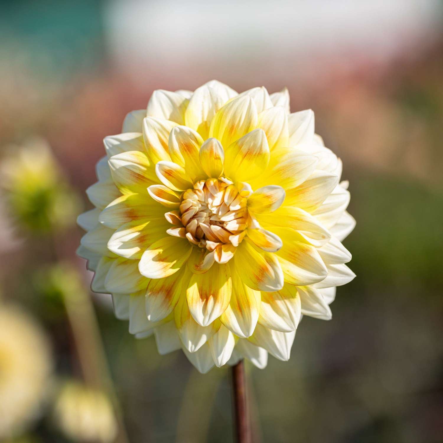 Dahlia 'Peaches and Cream'