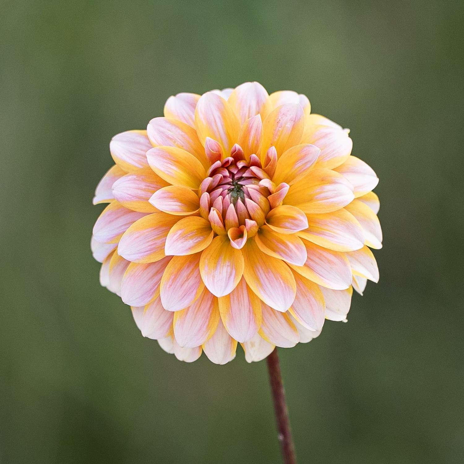 Dahlia 'Peaches & Vanilla'