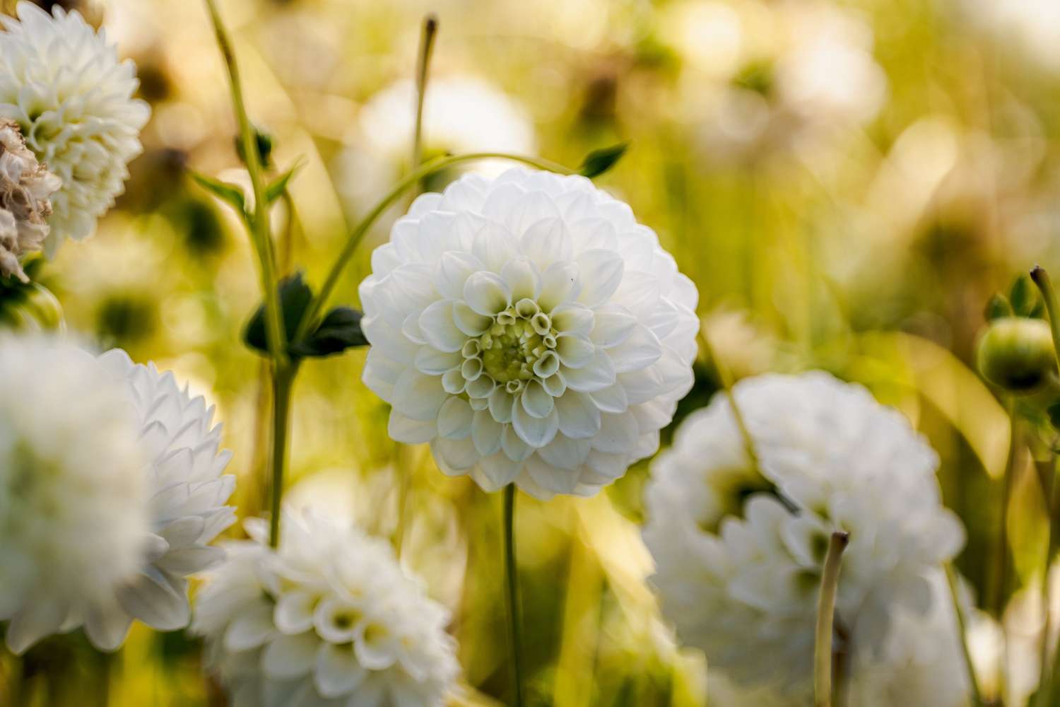 Dahlia 'Petra's Wedding'