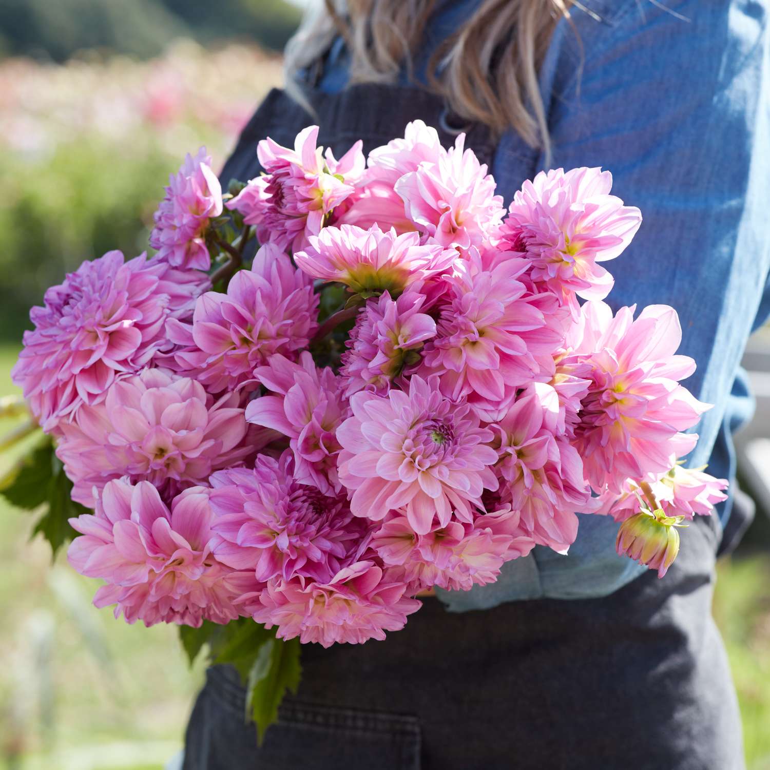 Dahlia 'Pink Ardour'