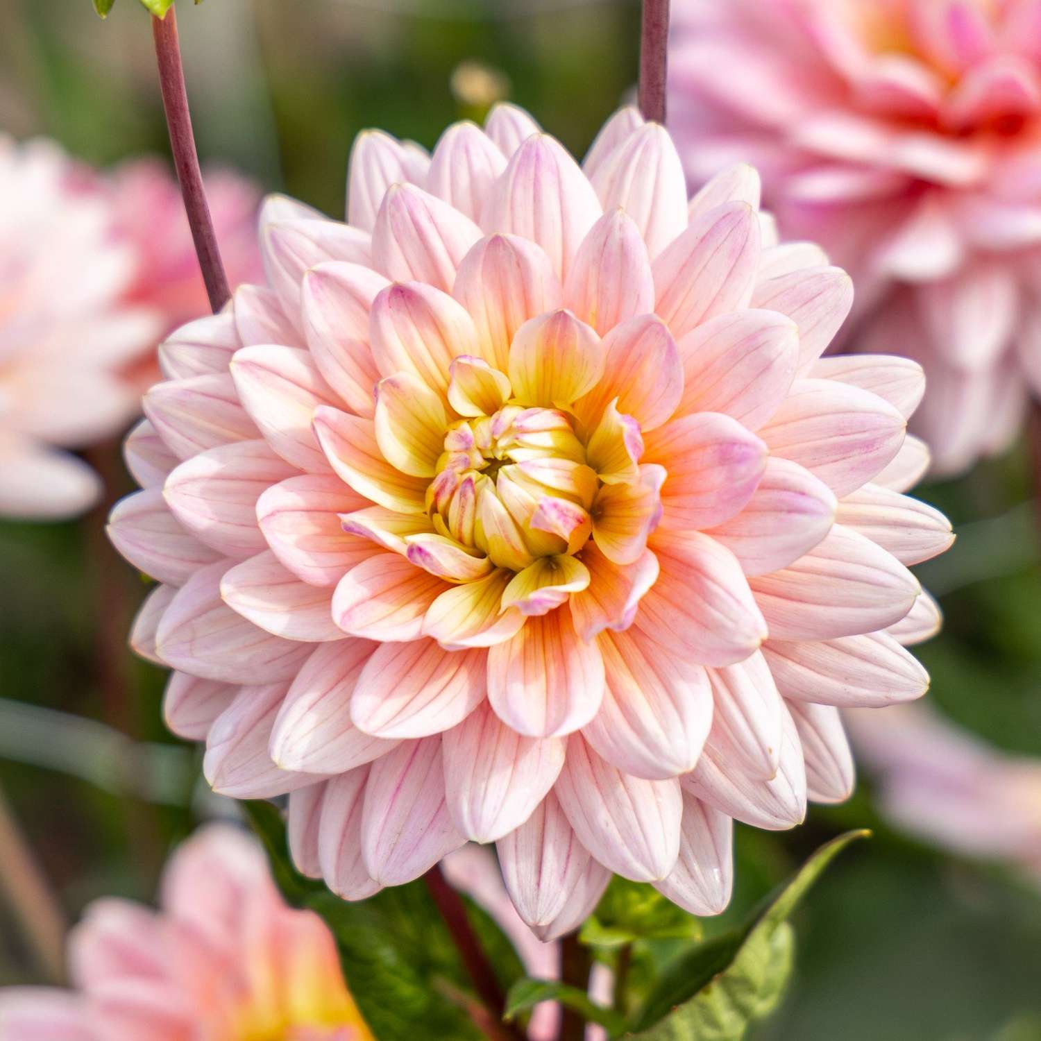Dahlia 'Pink Magic'