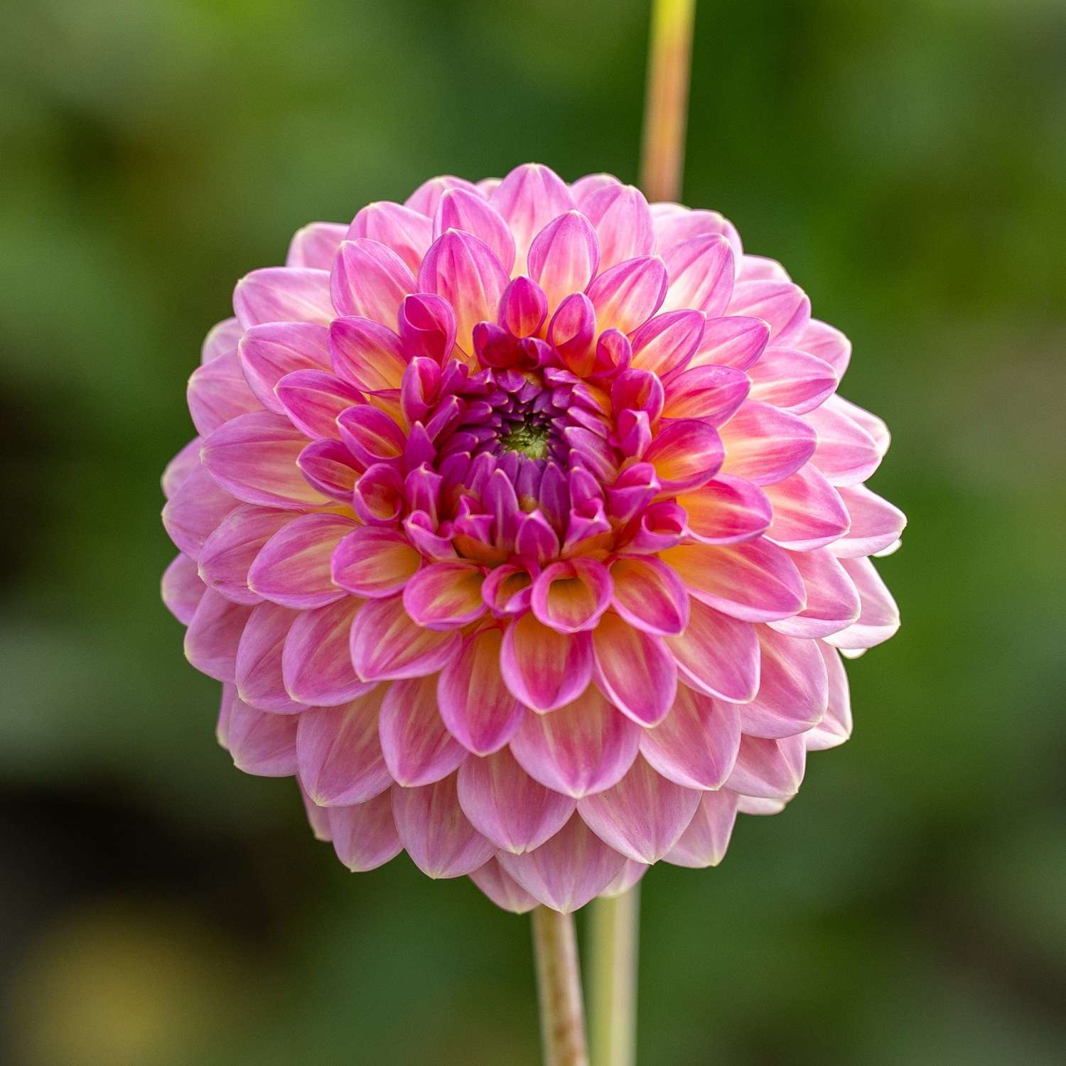 Dahlia 'Pink Suffusion'