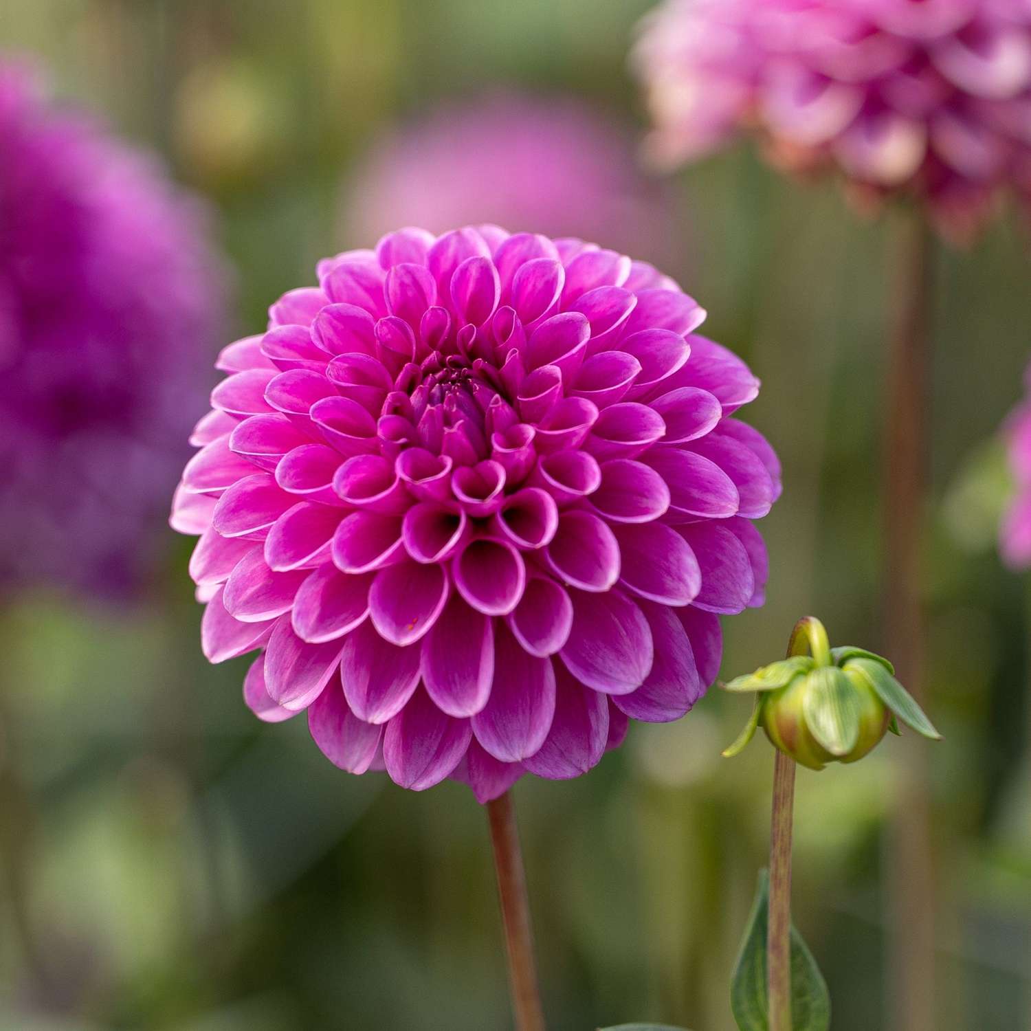 Dahlia 'Purple Fox'