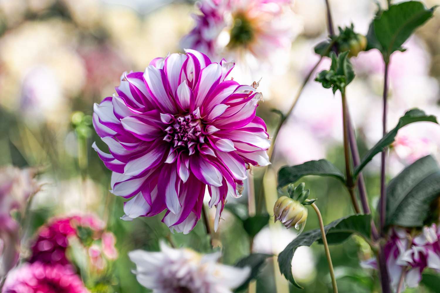 Dahlia 'Radegast'