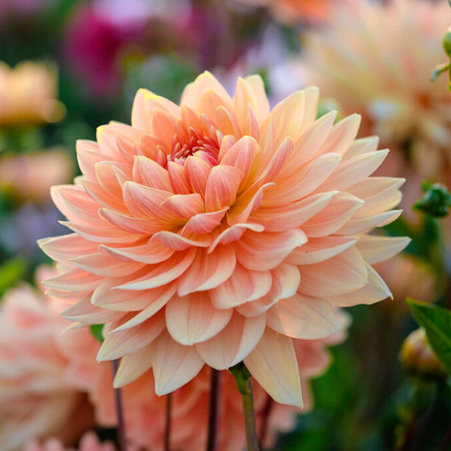 Dahlia 'Rancho'