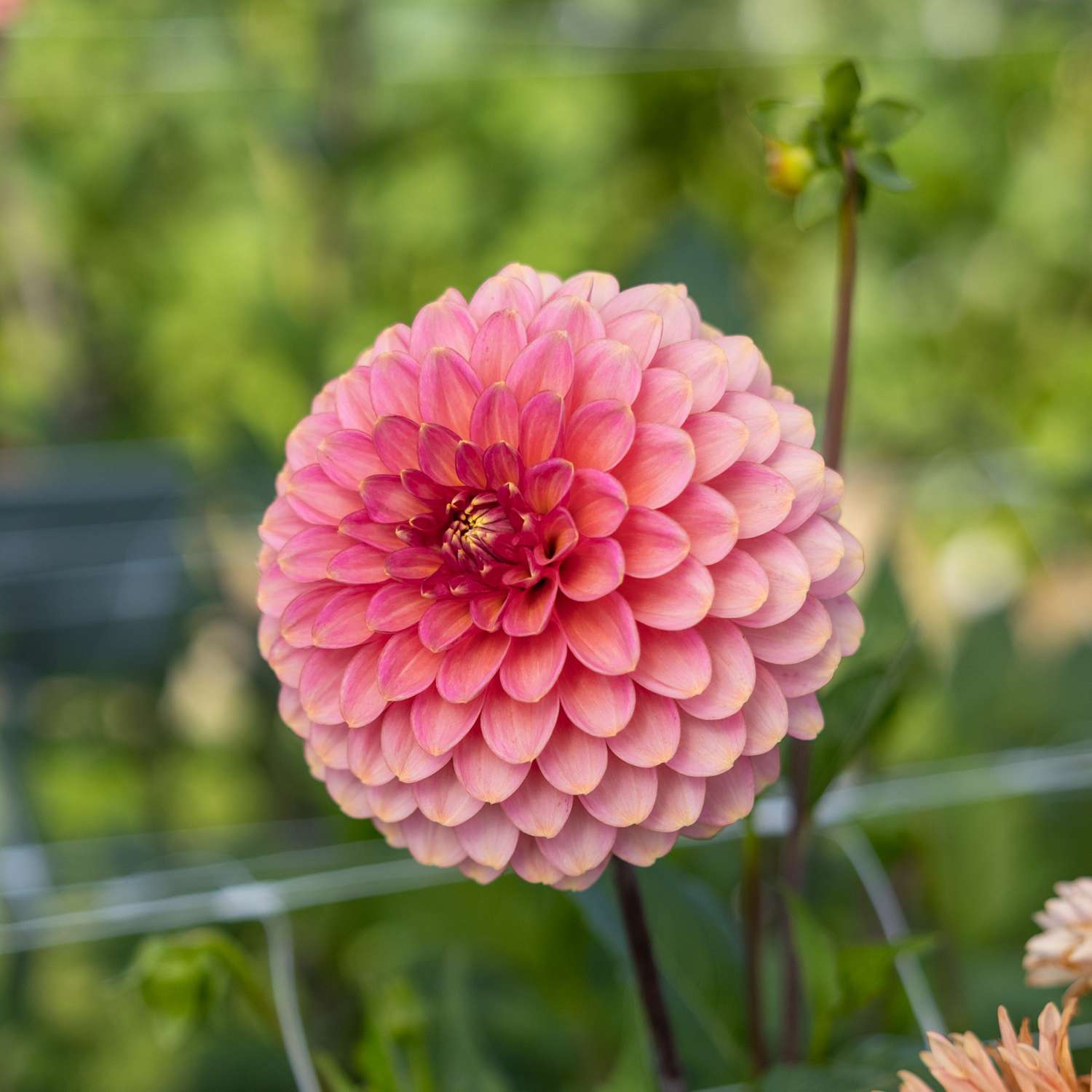 Dahlia 'Rina Bredie'