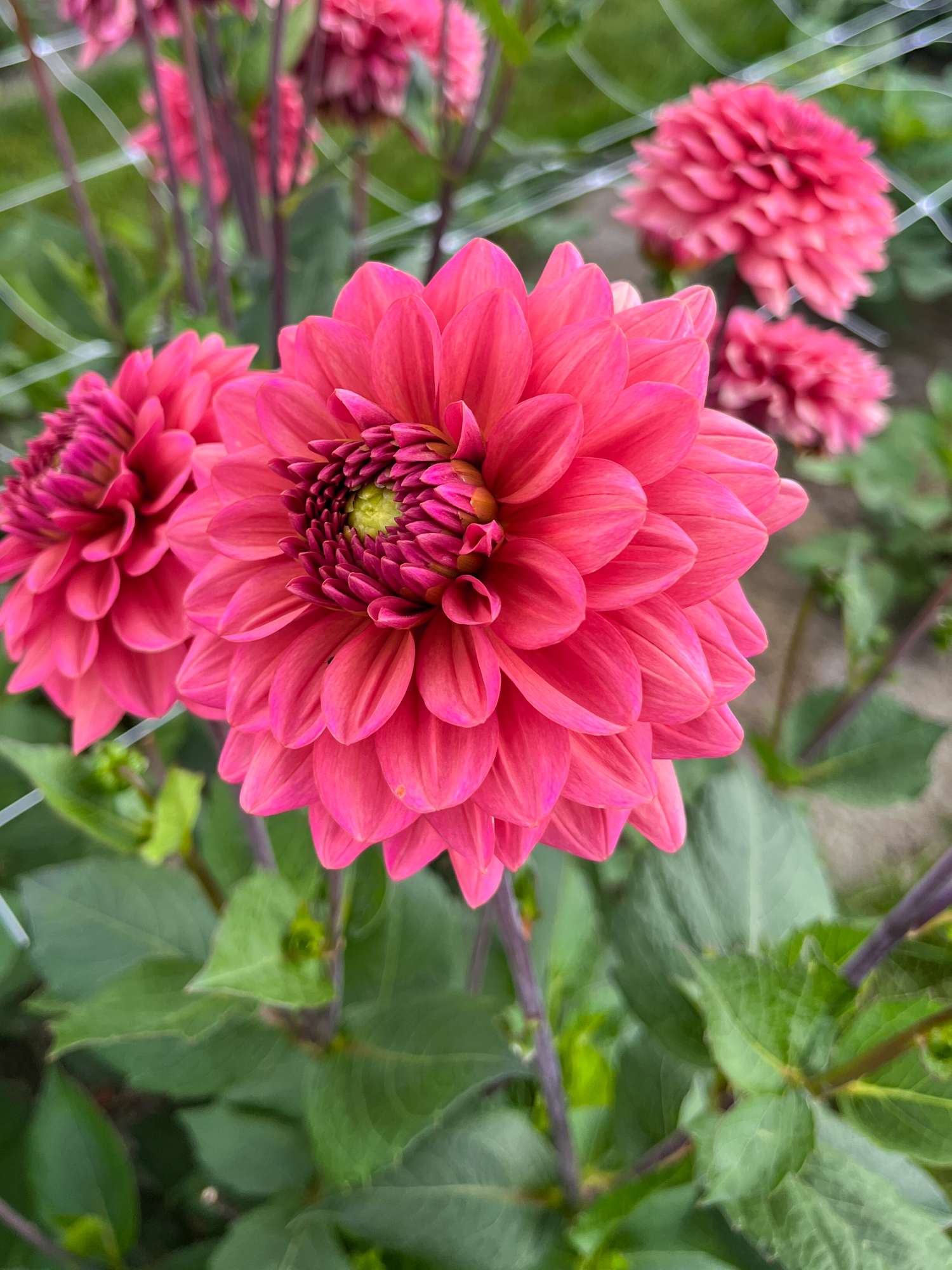 Dahlia 'Salmon Runner'