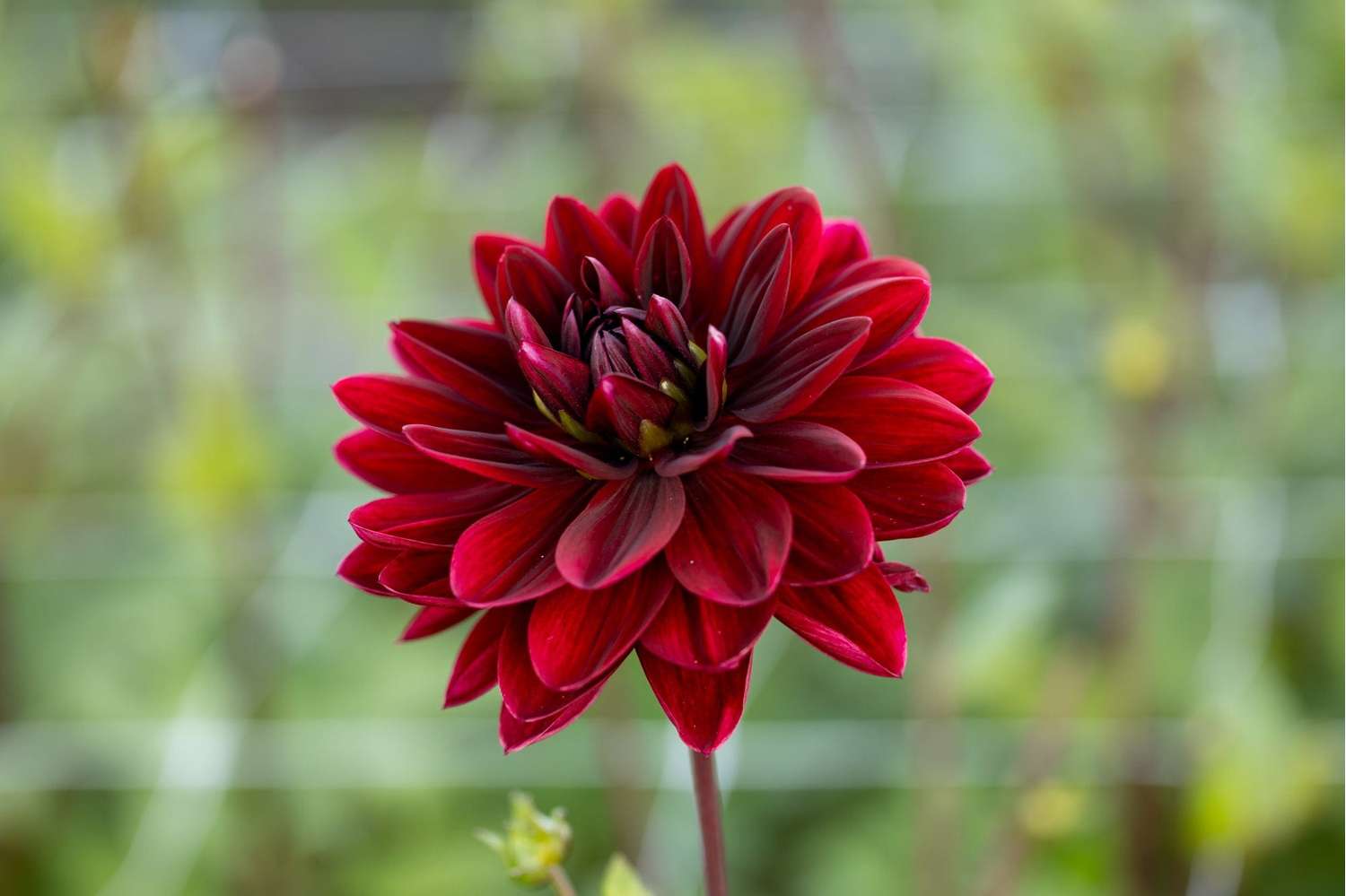 Dahlia 'Sam Hopkins'